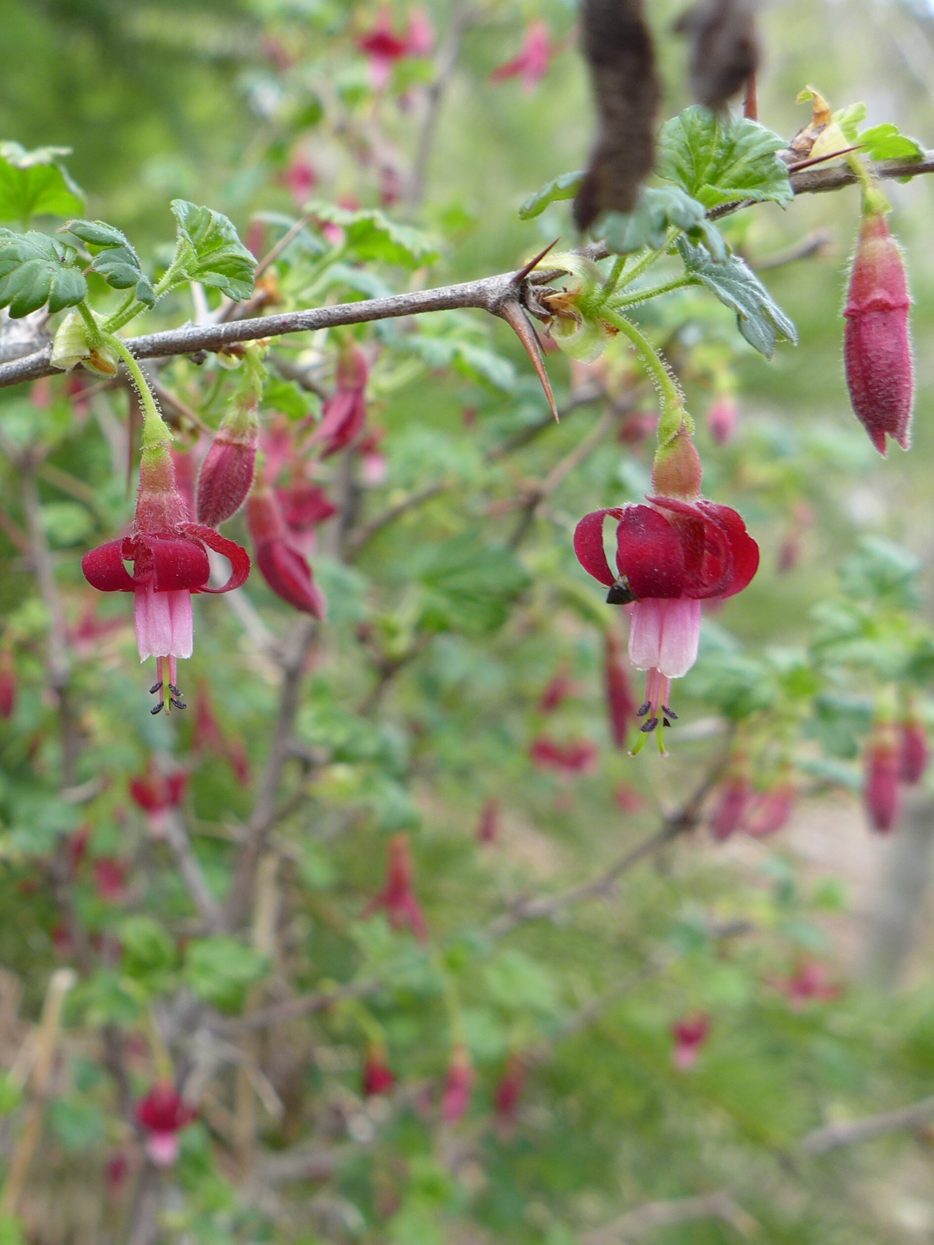 Gummy Gooseberry TC.jpg