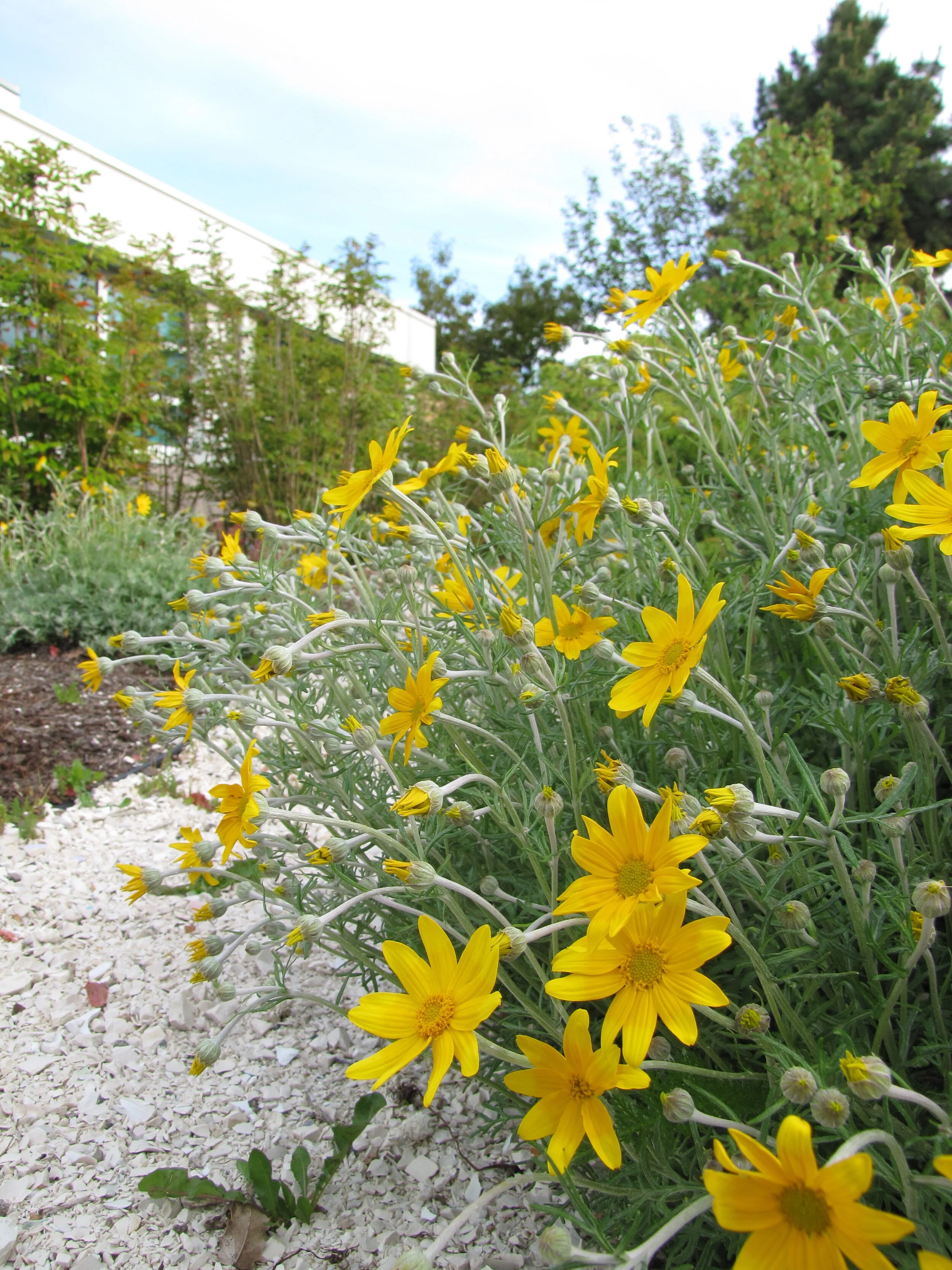 woolly sunflower.JPG