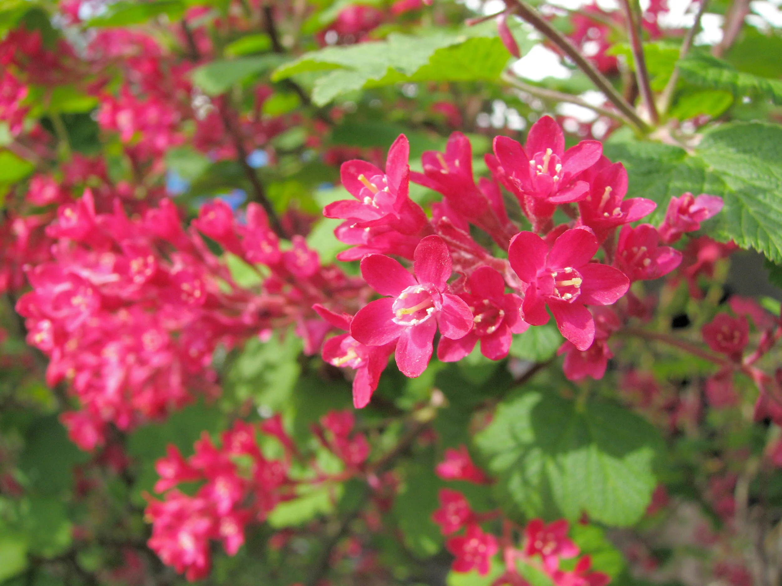 red flowering currant.JPG