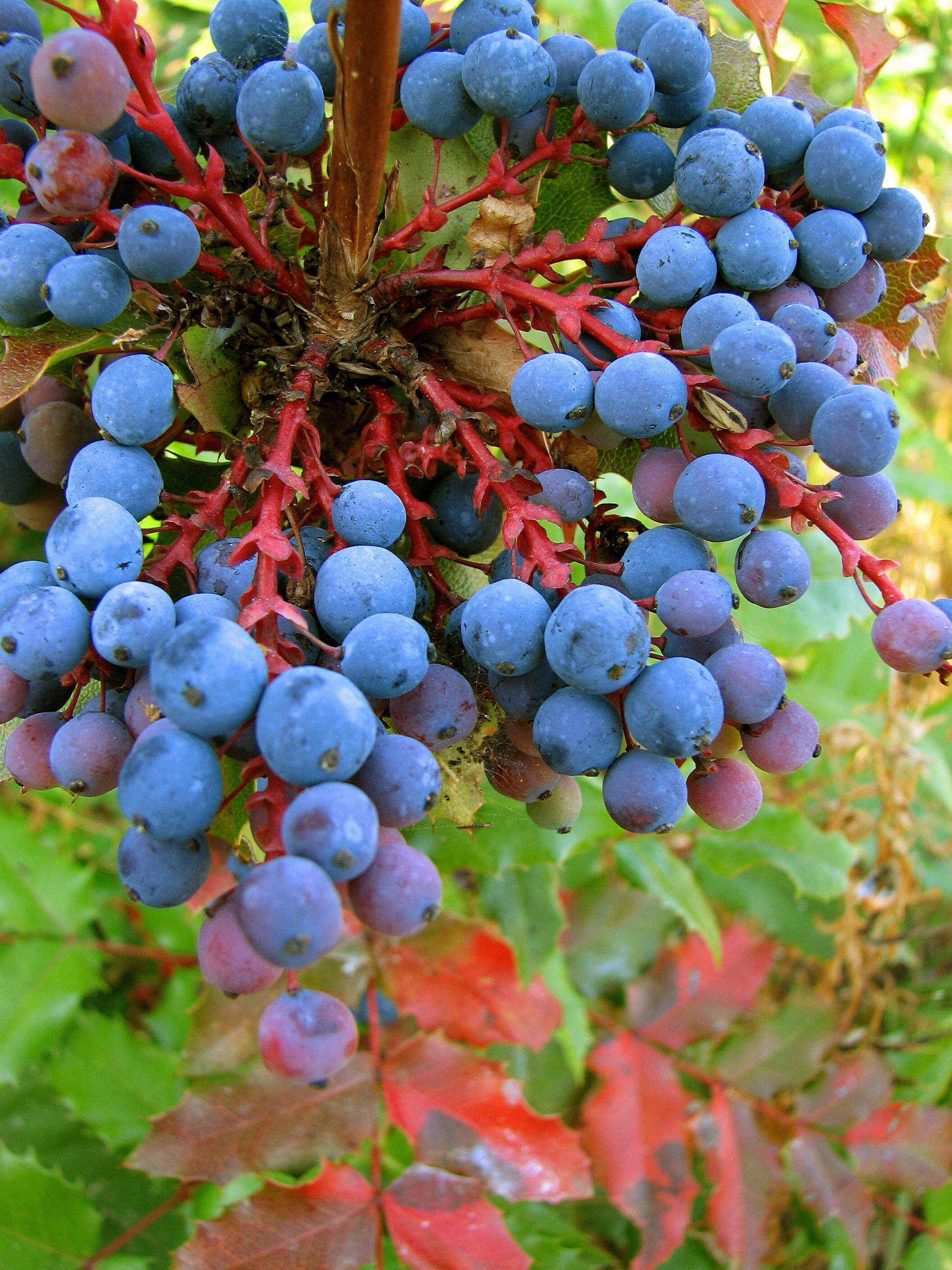 Tall Oregon Grape berries  June 20 2007 088.jpg