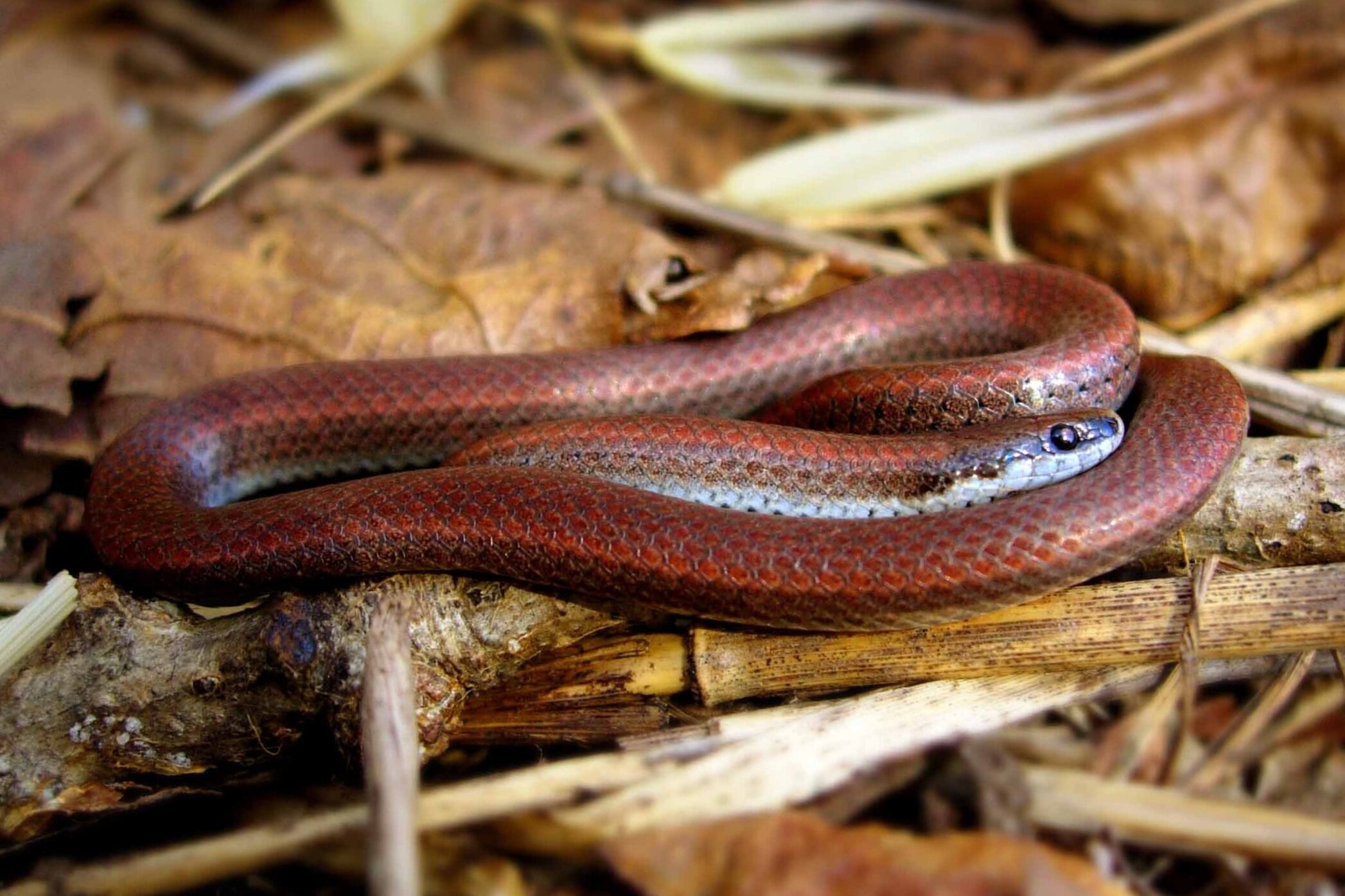 About Sharp Tailed Snakes — Habitat Acquisition Trust