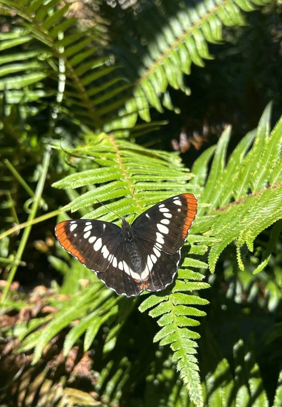 MCA_Hunter_Lorquin'sAdmiral.jpg
