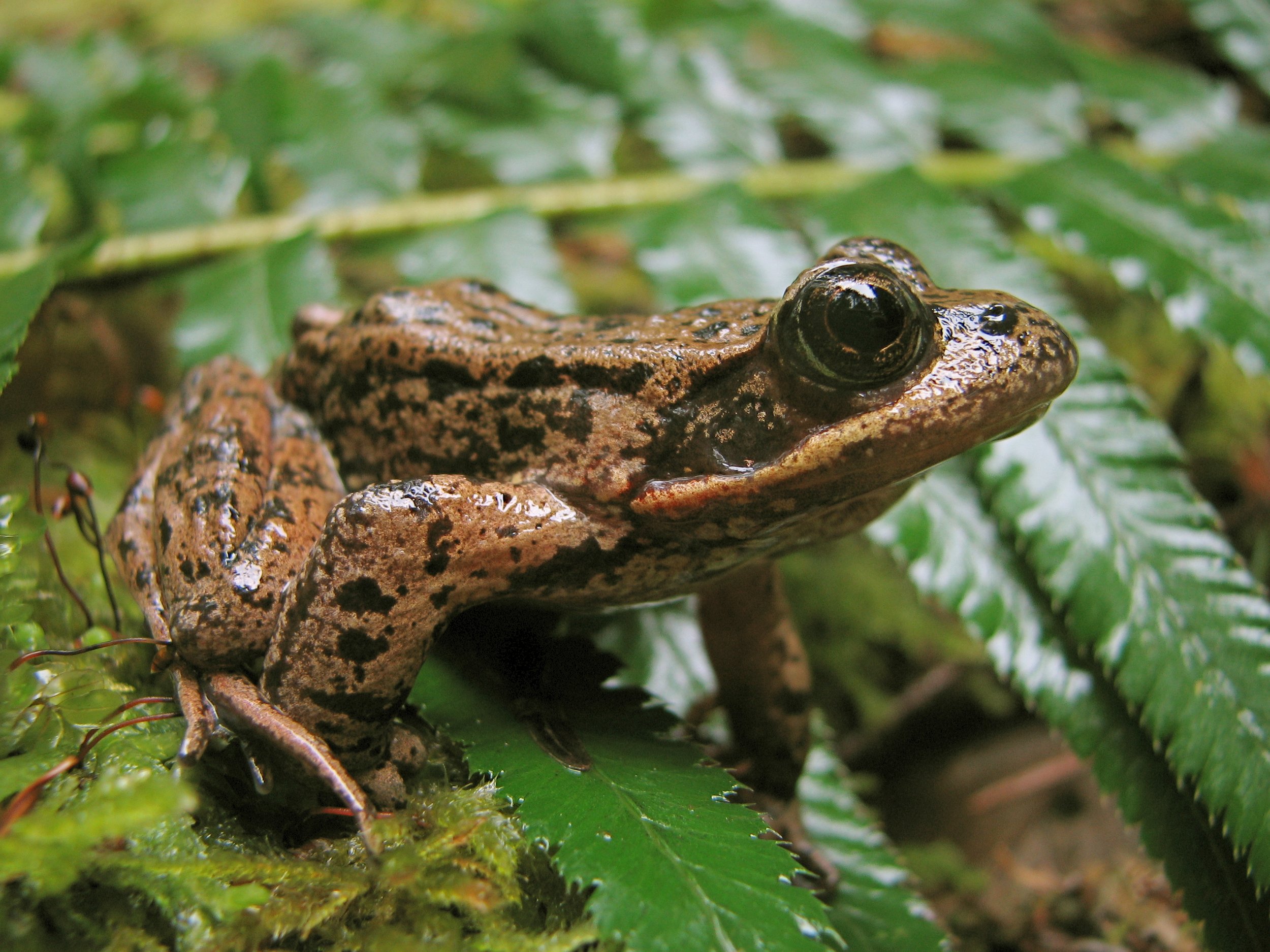Amphibians and Reptiles — Habitat Acquisition Trust