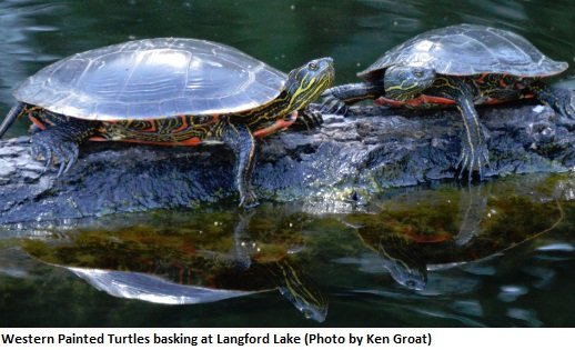 Red-Eared Slider Turtles on log.jpg