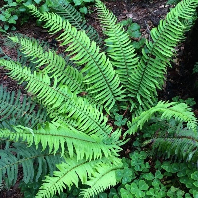 Sword+Fern+6+-+Polystichum+munitum+%28public+domain%29.jpg