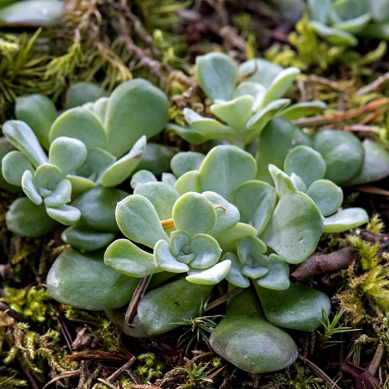 broadleaved+stonecrop+sedum+spathulifolium+Email+david+at+badke+dot+ca+if+using+no+credit+required+use+any+way.jpg