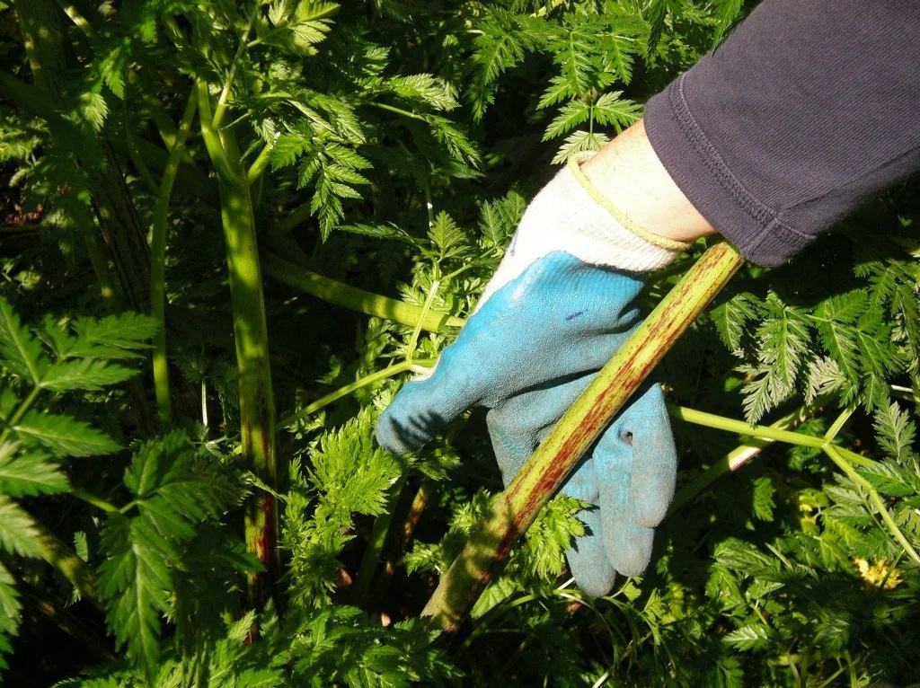 poison-hemlock-stem-glove-KCNW.JPG