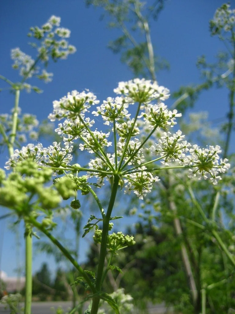 poison-hemlock-flowers-FML.JPG