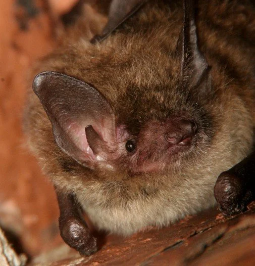 Little Brown Myotis