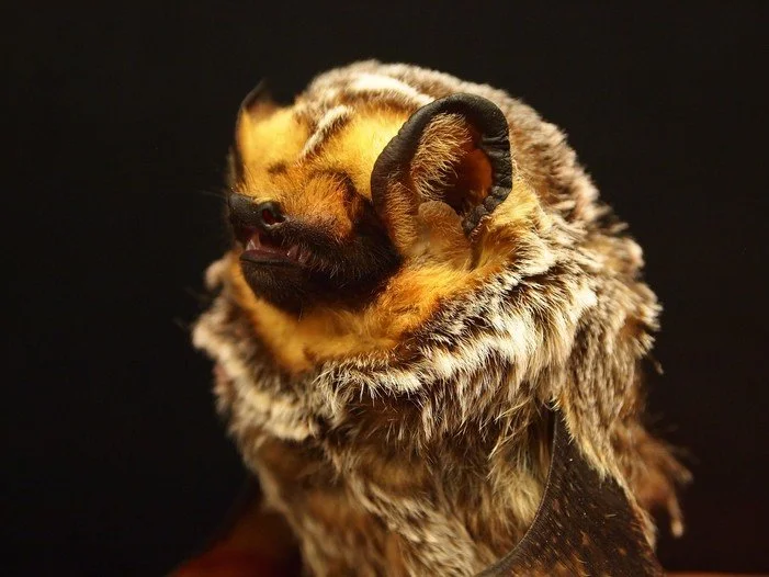 Hoary Bat