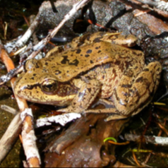 Northern red-legged frog (Rana aurora) Photo by Elke Wind (NALT)