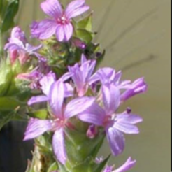Dense spike-primrose (Epilobium densiflorum) Photo: NALT