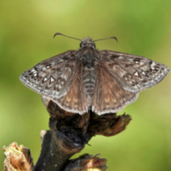 Propertius duskywing (Erynnis propertius)  Photo by Lynda Stevens (NALT)