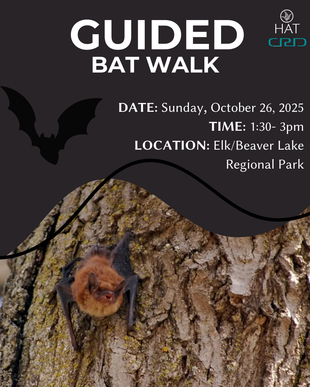 Guided Bat Walk