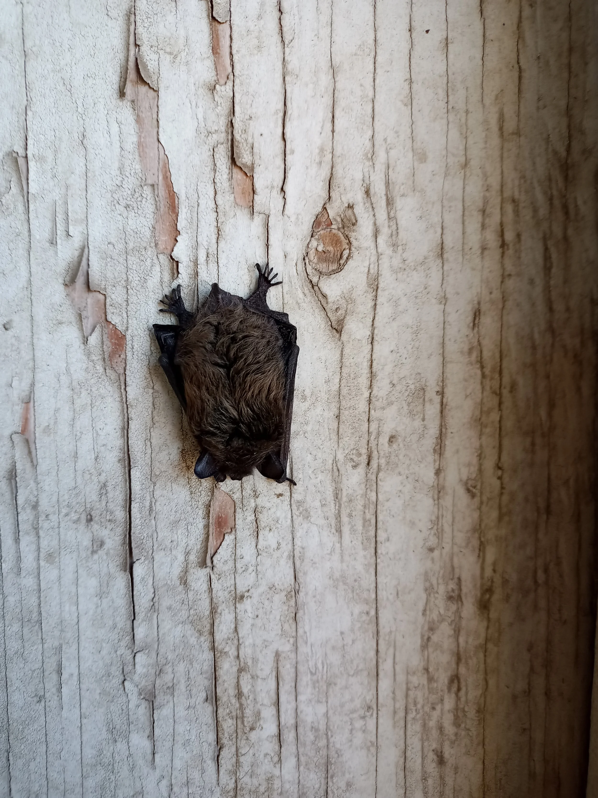 Report Winter Bat Activity