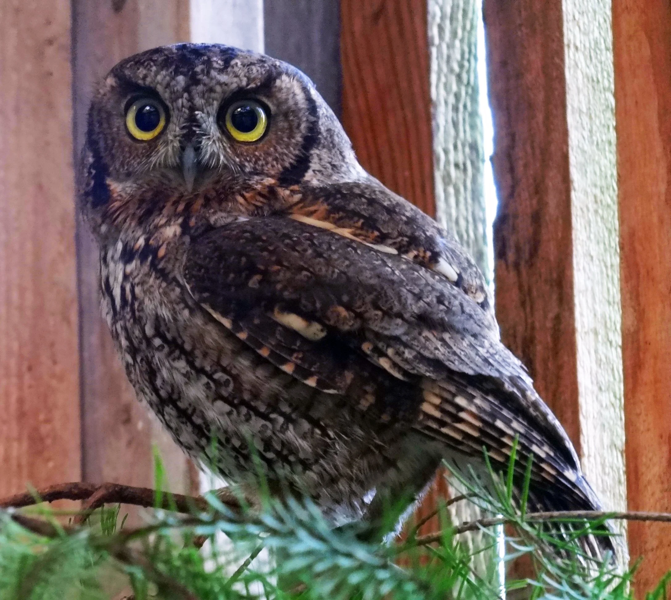Support Western Screech-Owls