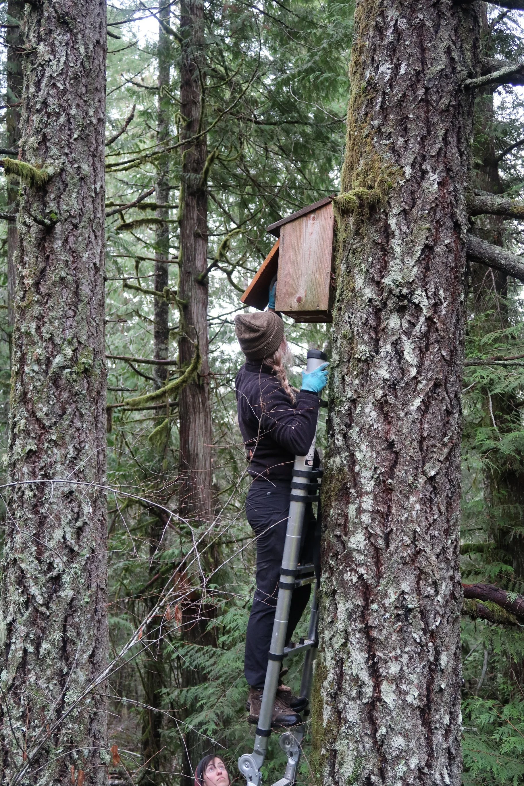 Nest Box Cleaning Photo credit HAT (1).jpg