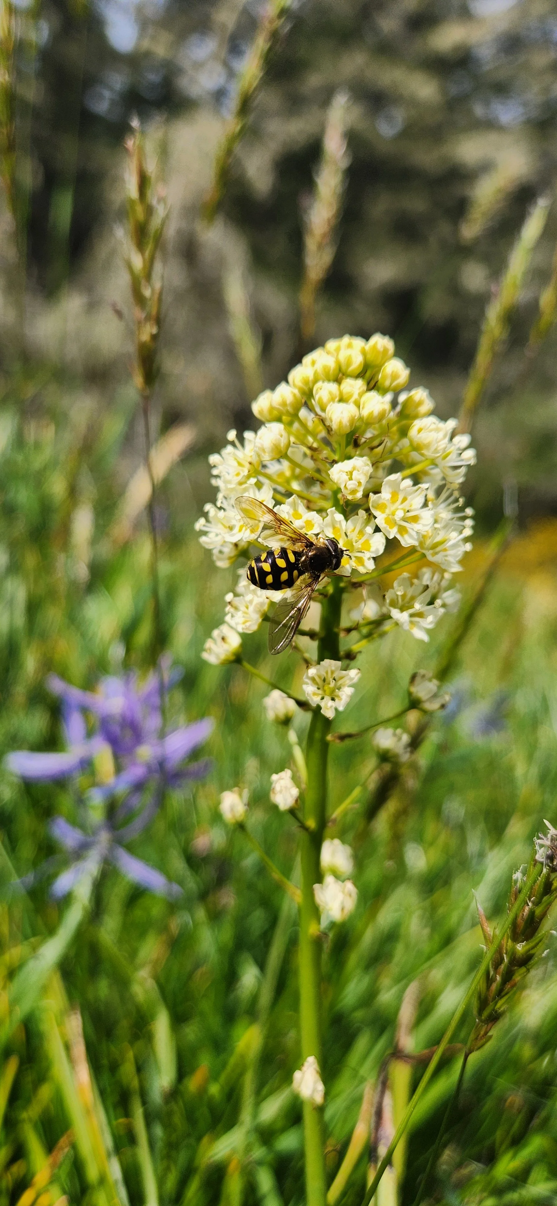 lək̓ʷəŋən Community Toolshed: Restoration at Maplebank