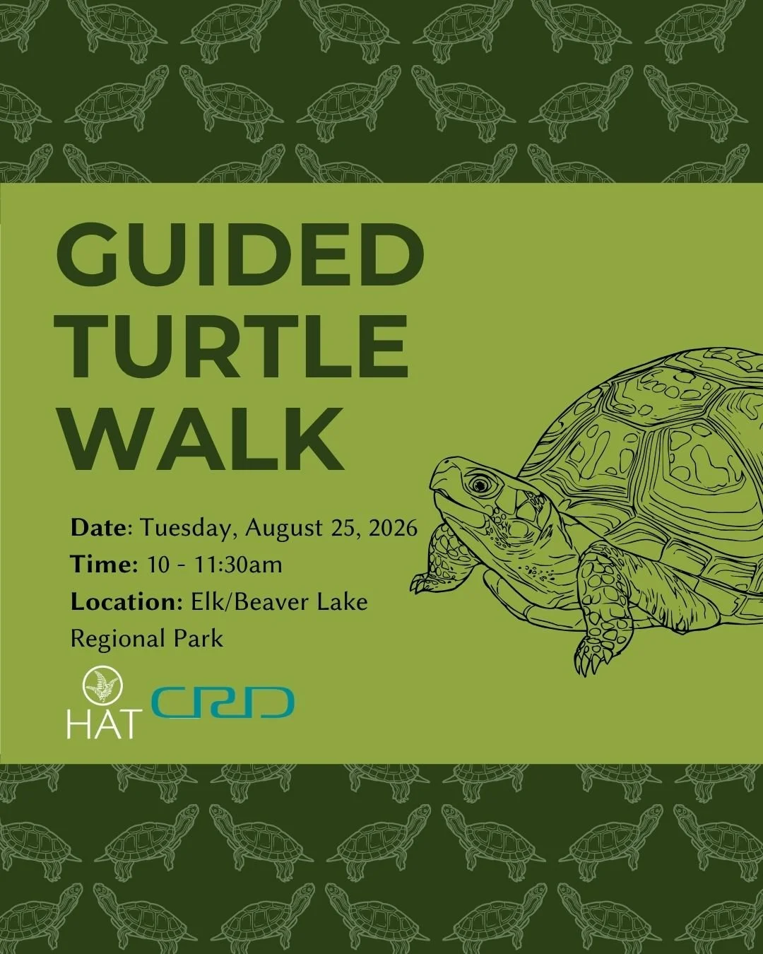 Guided Turtle Walk