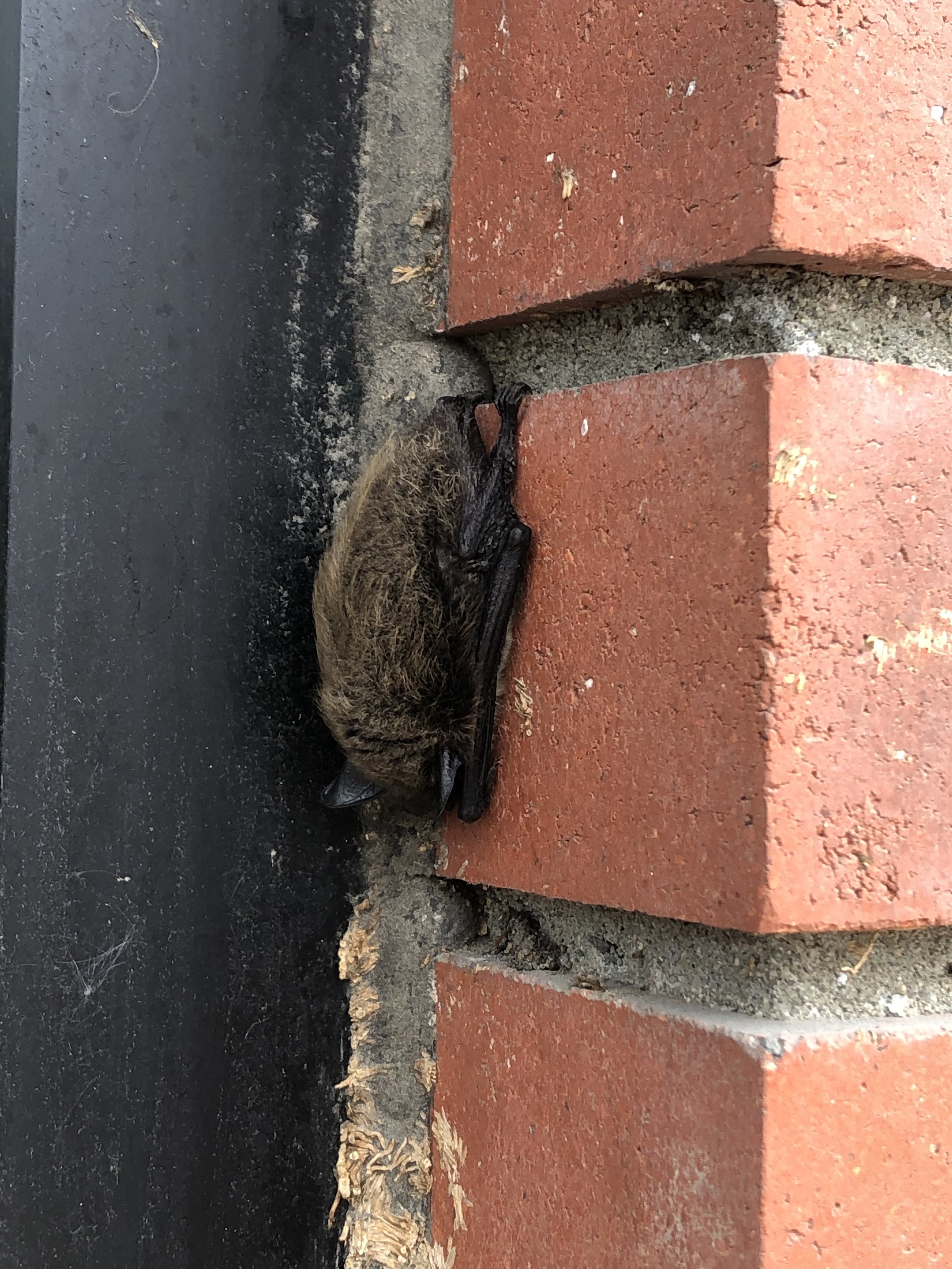 Myotis roosting by A Skurikhina