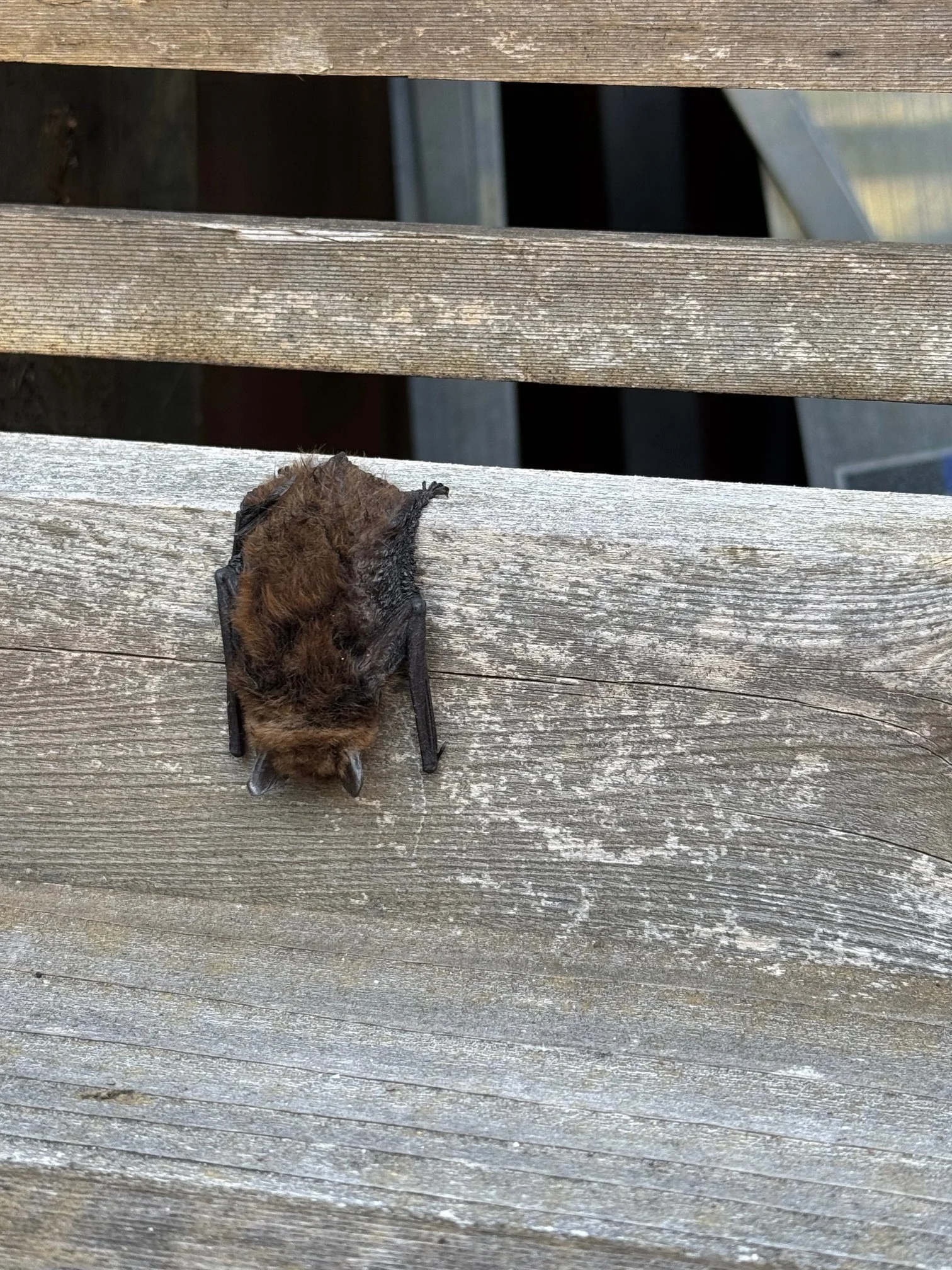 Bat on a bench