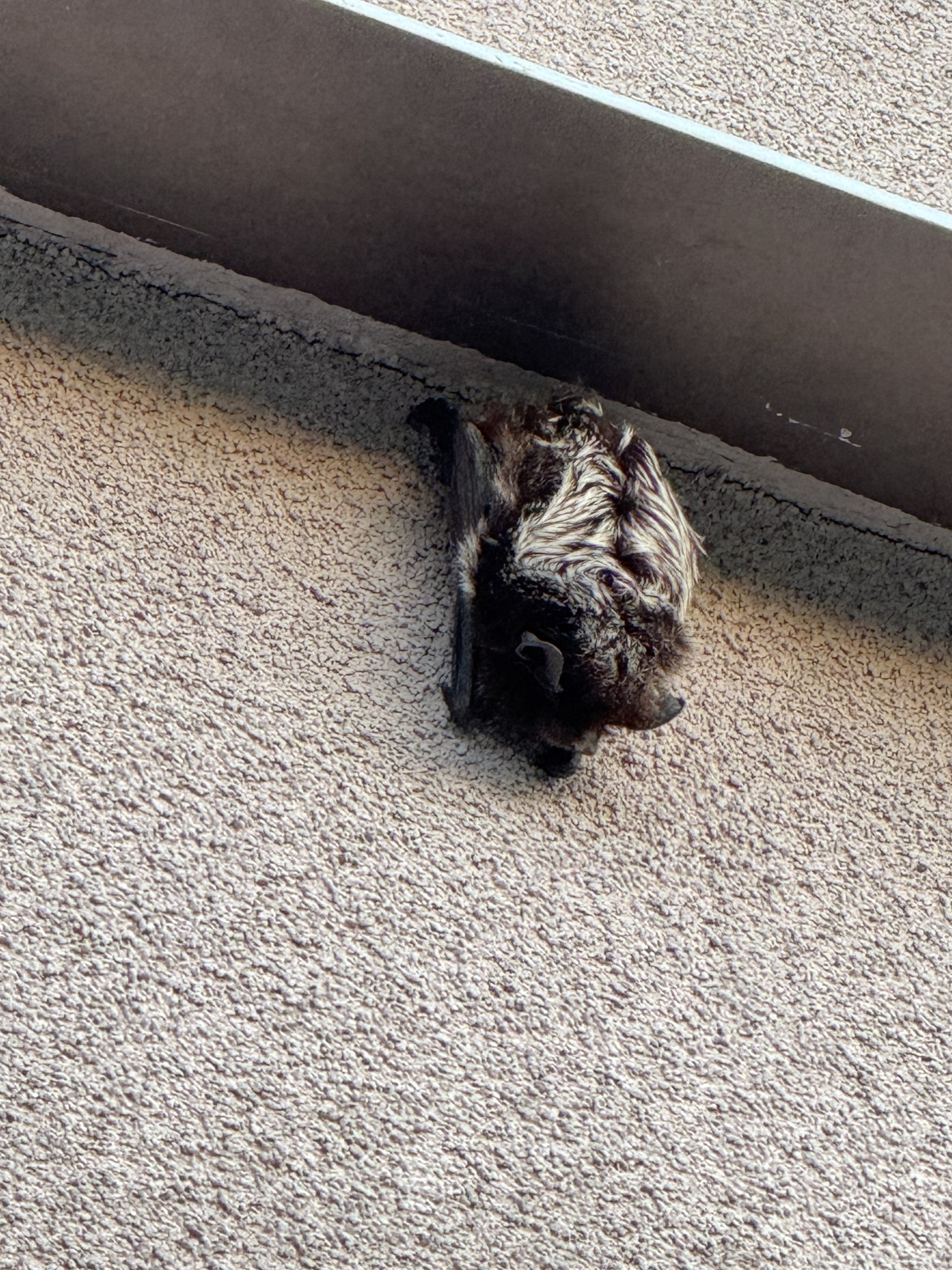 Bats Are on the Move!
