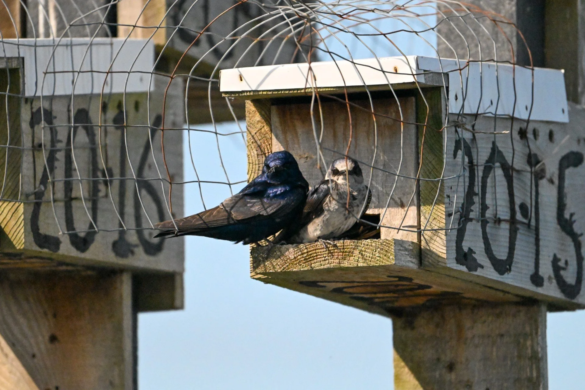 Birds Tell the Story: Getting to Know the Birds of HAT-Protected Lands