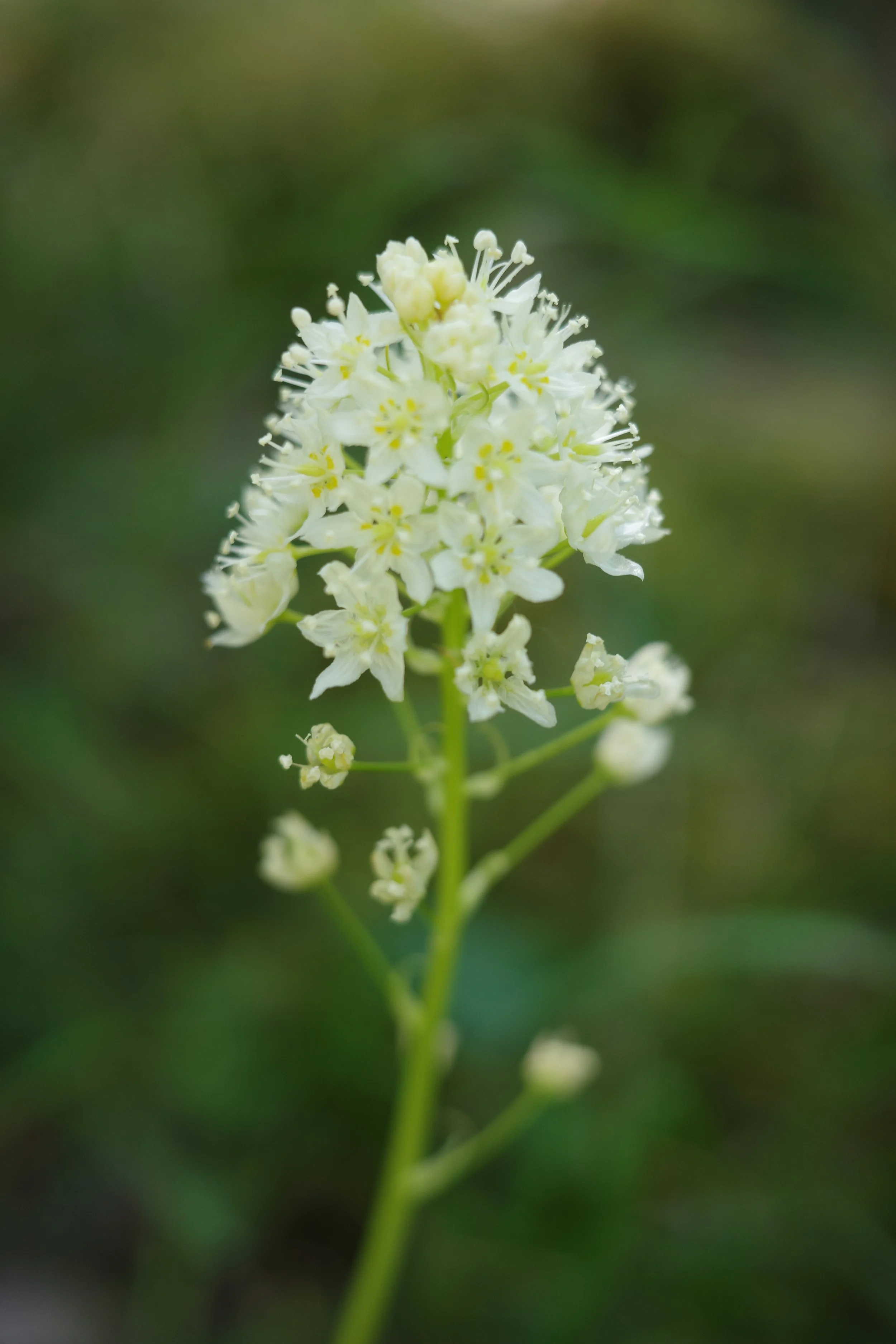 Ginns_2June_Jules_DeathCamas.JPG