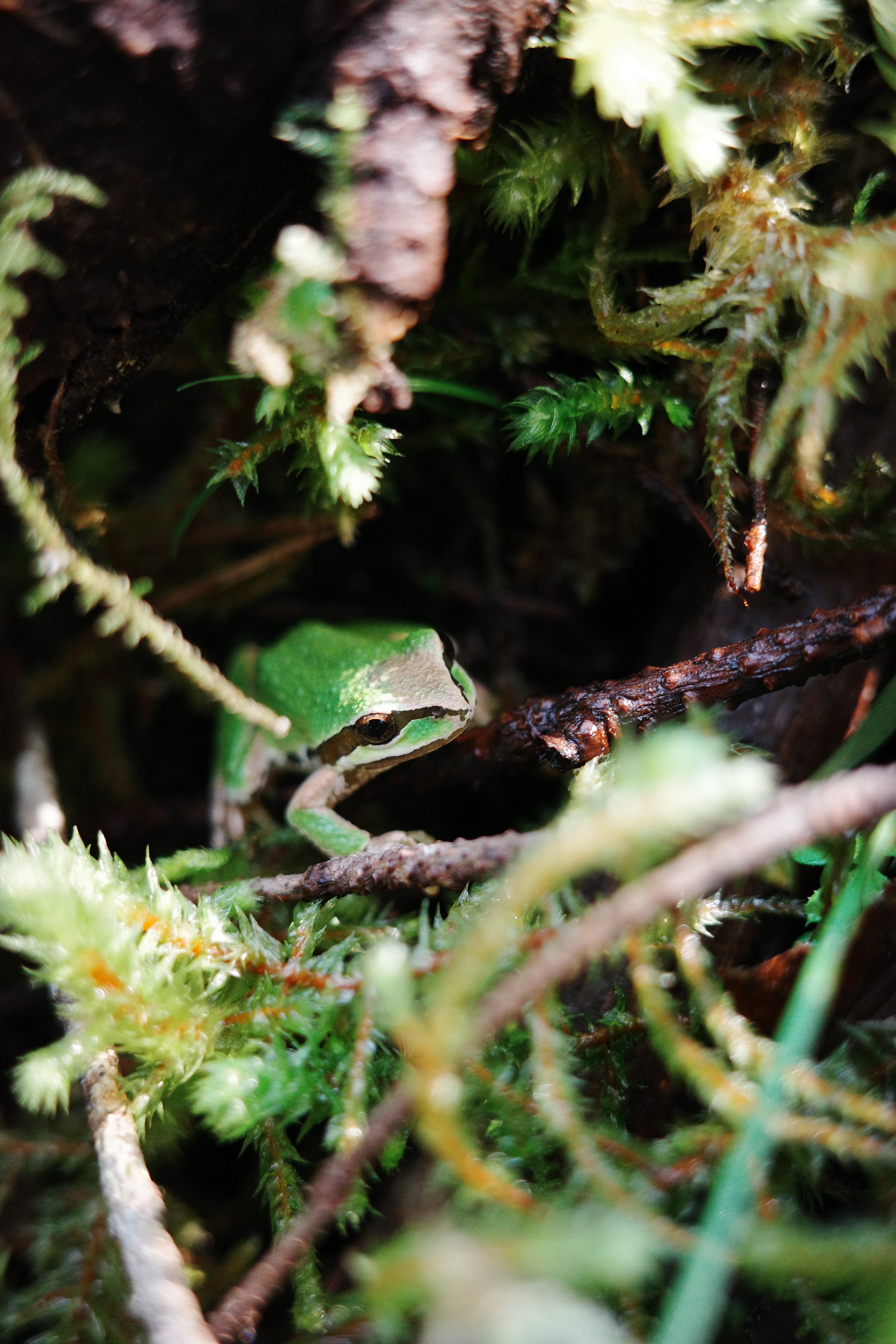 Ivan_16April_Jules_TreeFrog2.JPG