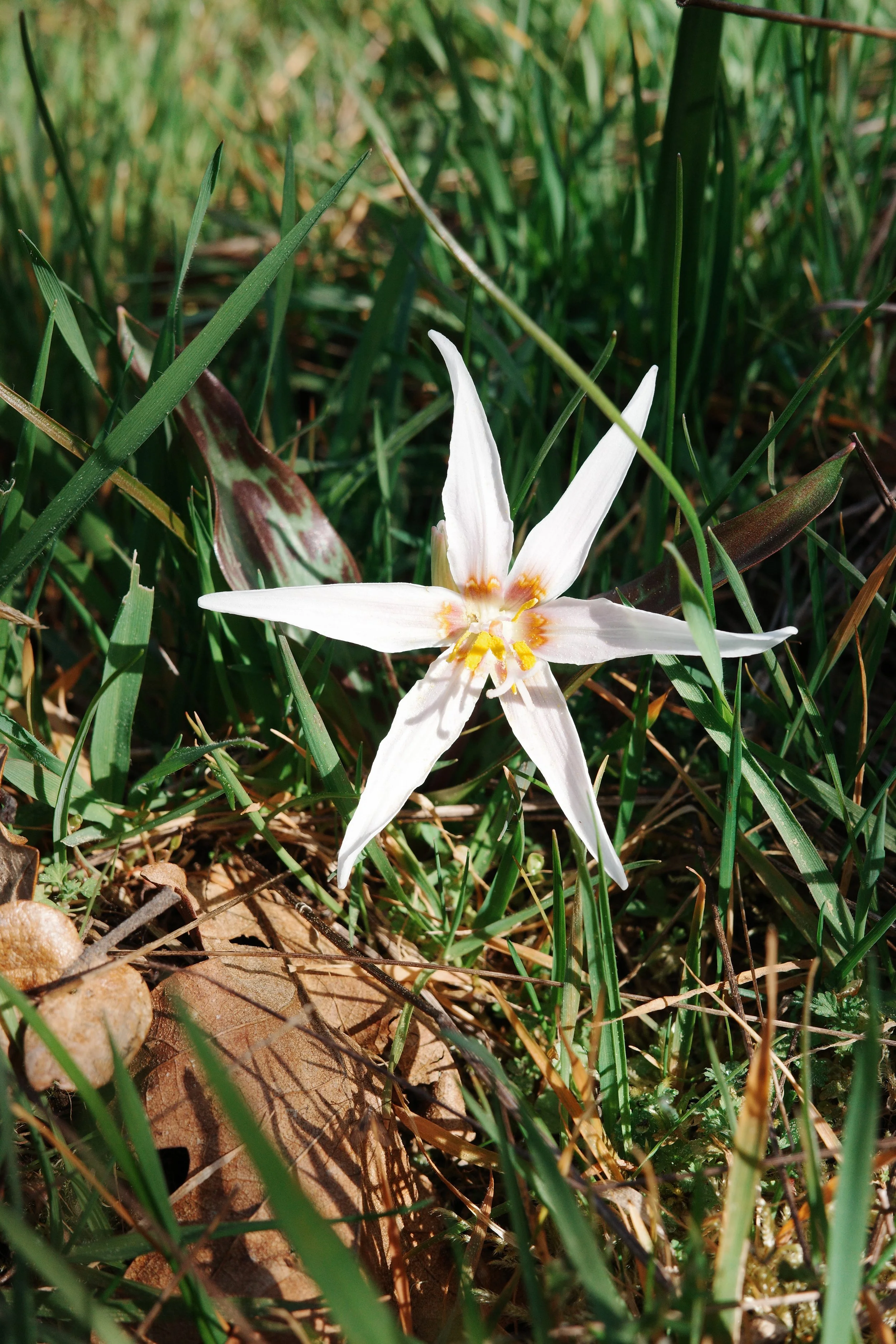 OH_9April_Jules_FawnLily4.JPG
