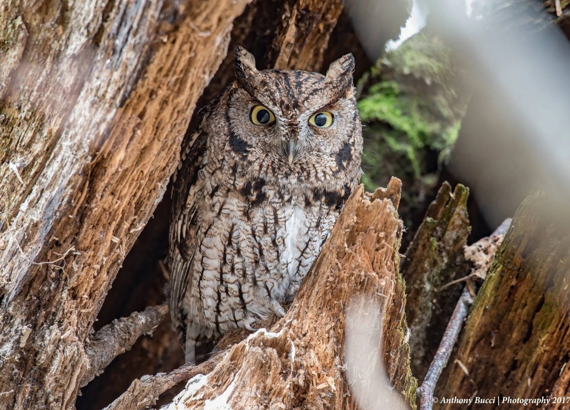 Screech Owl Forest