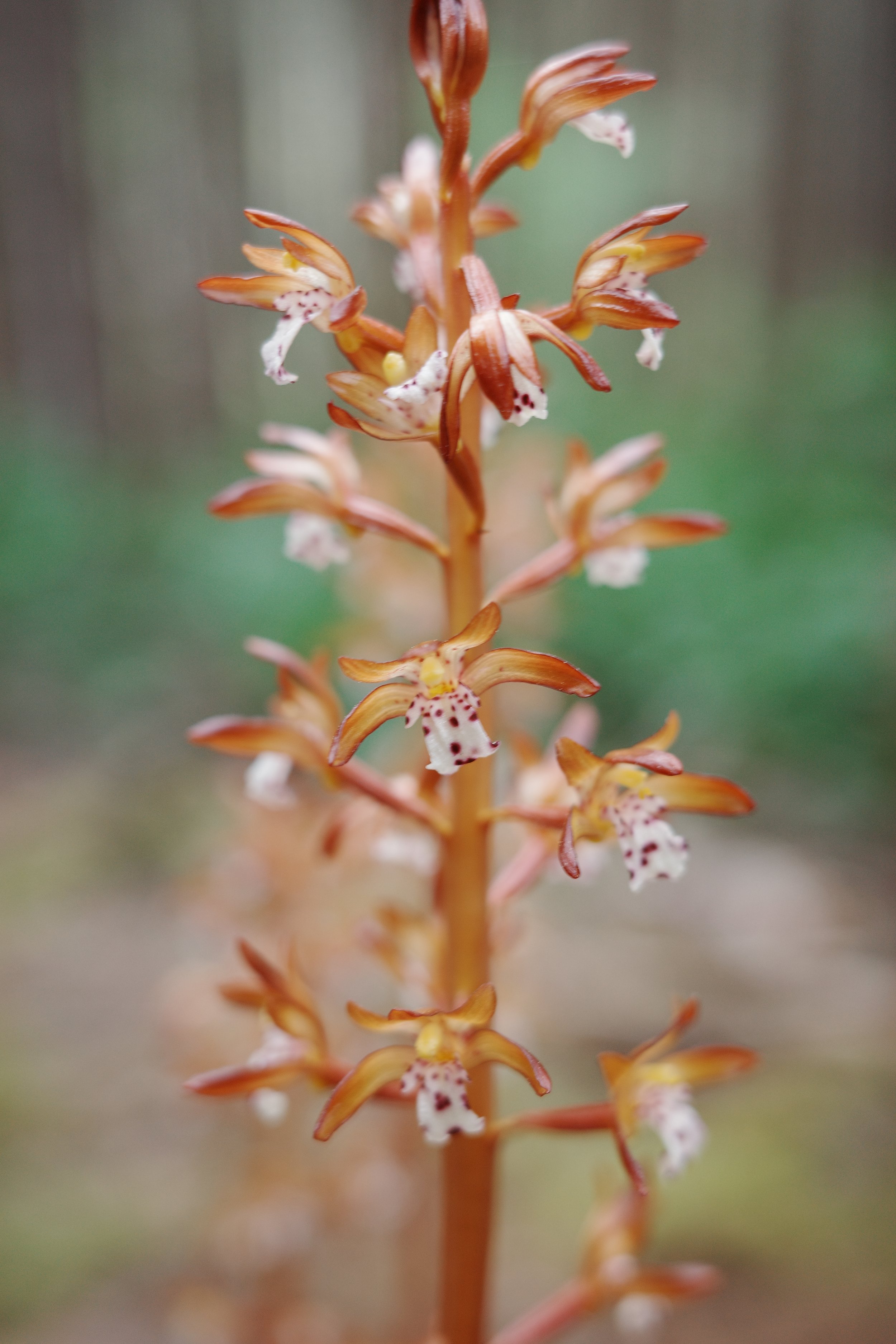 PS_8May_Jules_SpottedCoralRoot.JPG