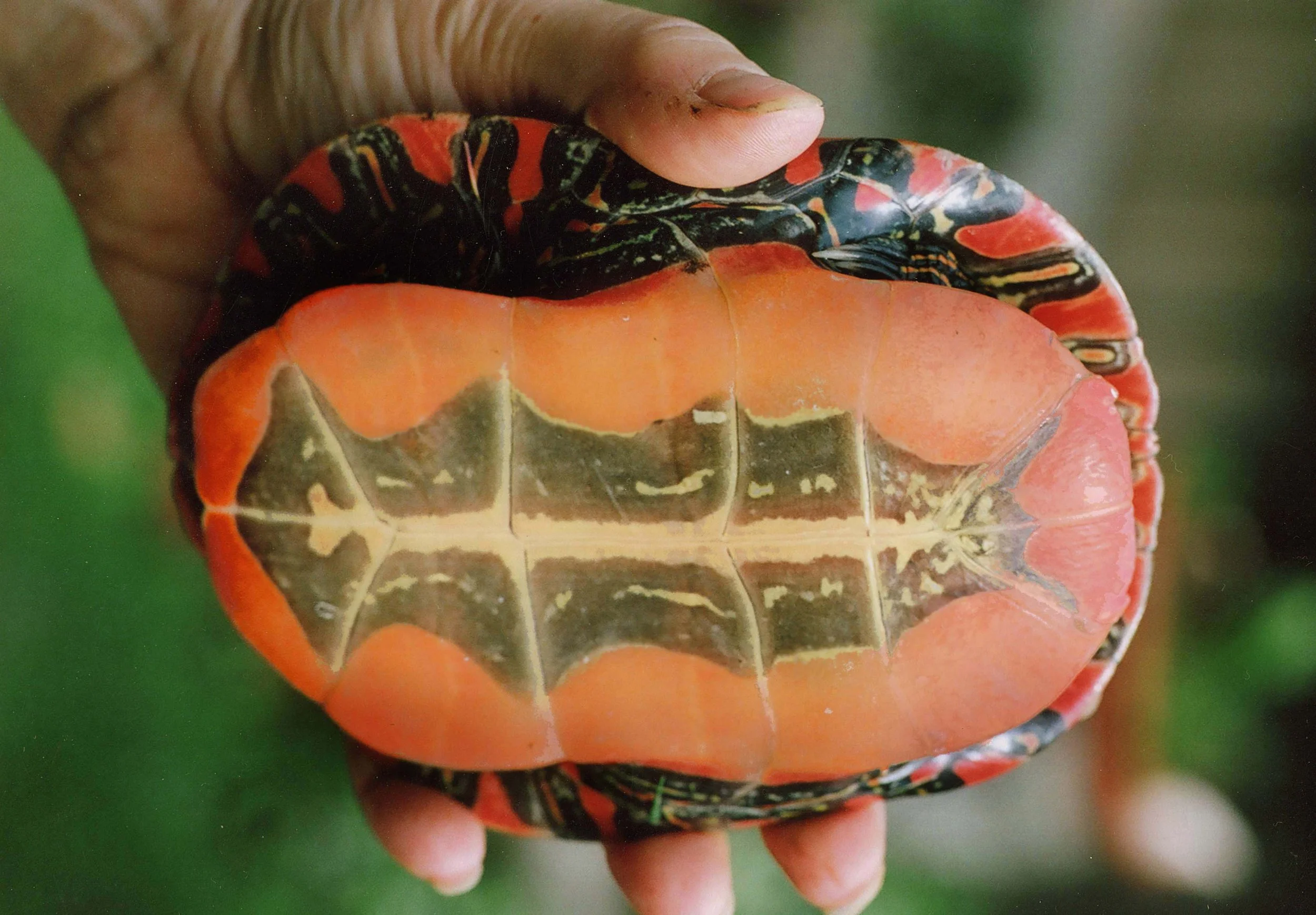 Bright orange, patterned western painted turtle plastron