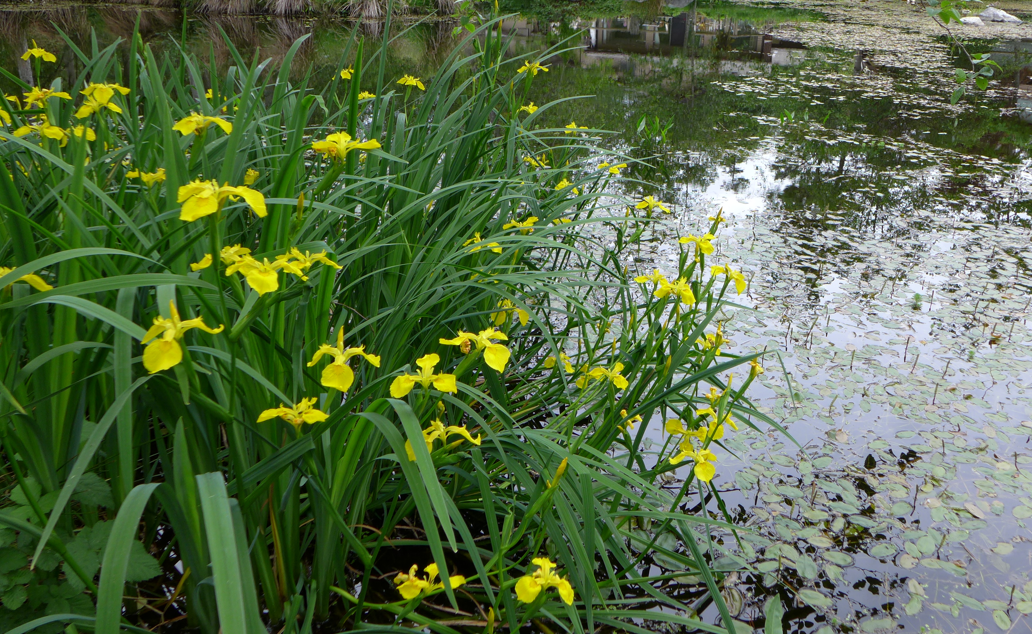 Raising a flag about Yellow Flag Iris — Habitat Acquisition Trust