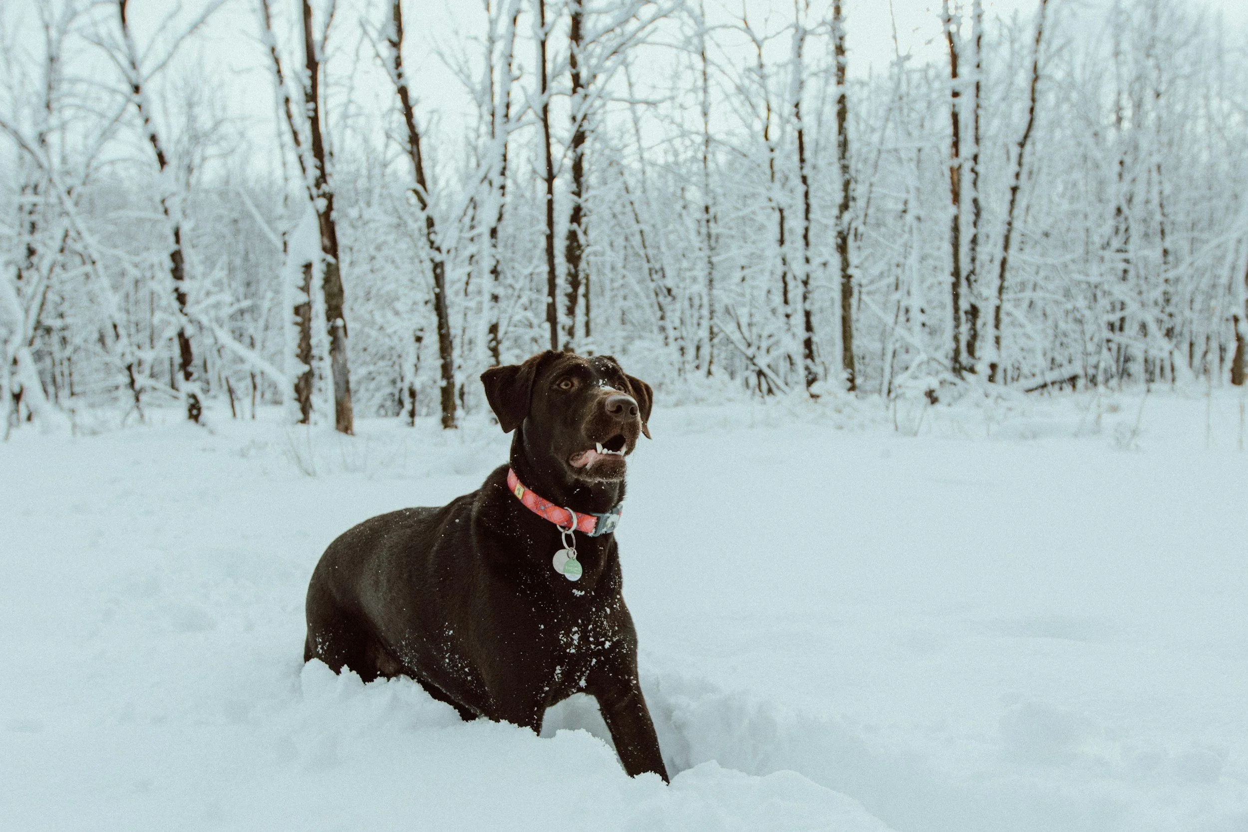Baume naturel pour coussinets de pitou