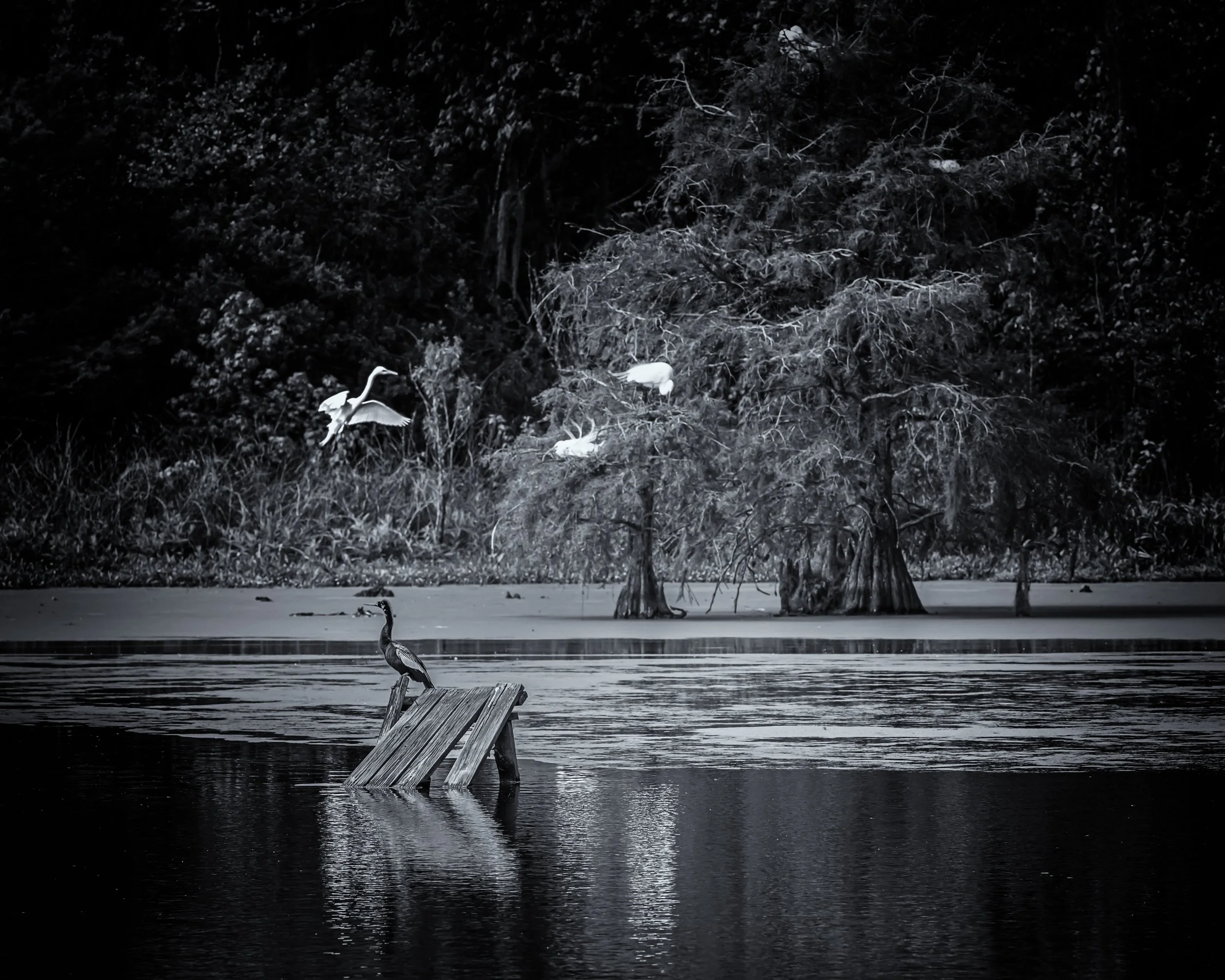 Birds at Magnolia Gardens, Charleston, South Carolina