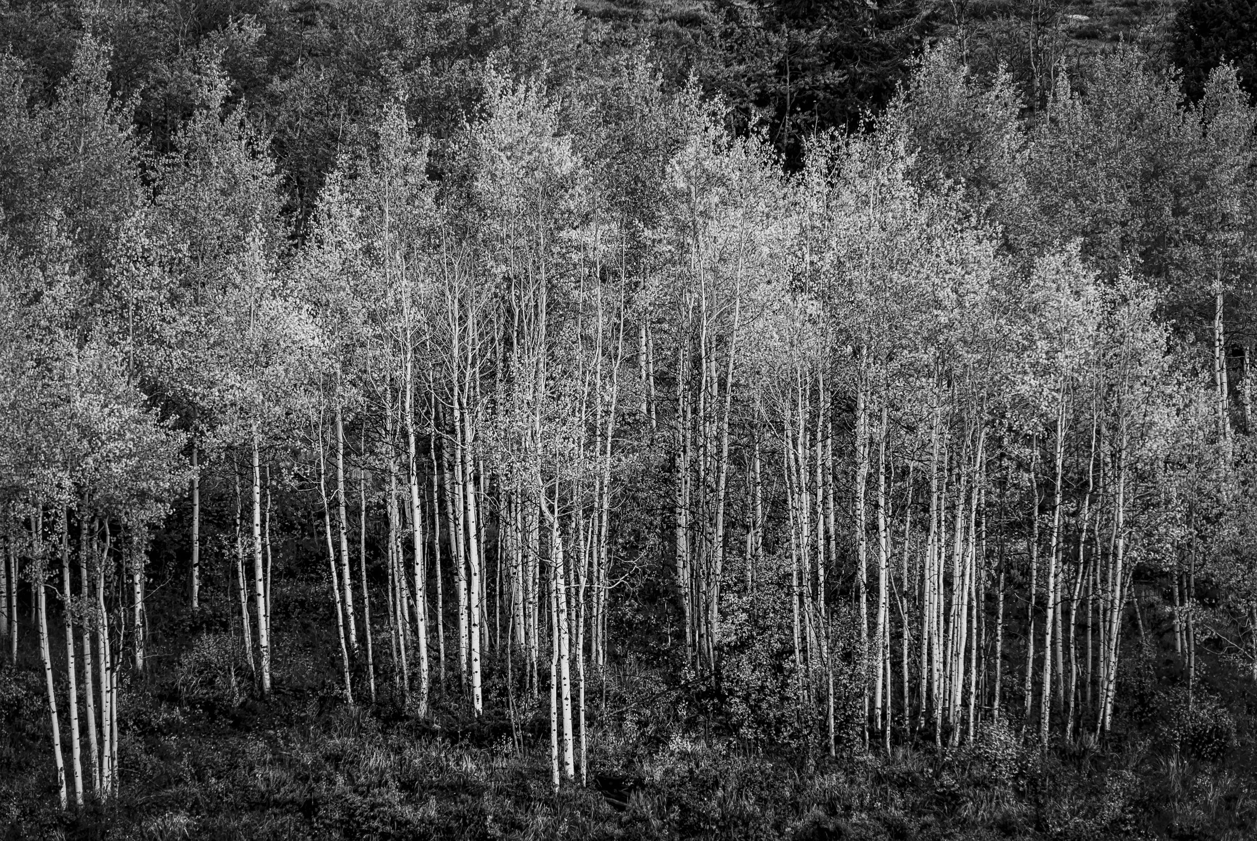 Aspens in the Grand Tetons