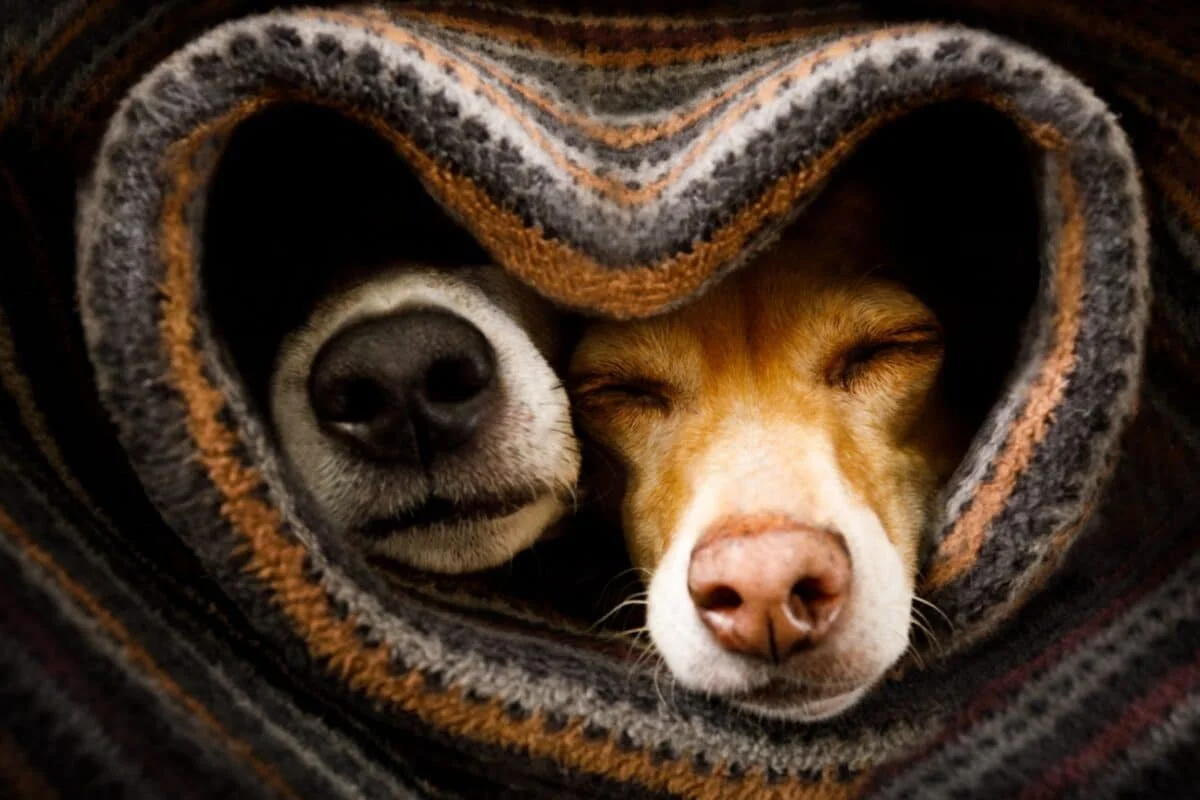 The Role of Pet Companionship in Enhancing Mental Wellbeing