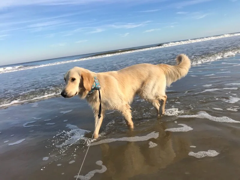 dog sitting for a friend