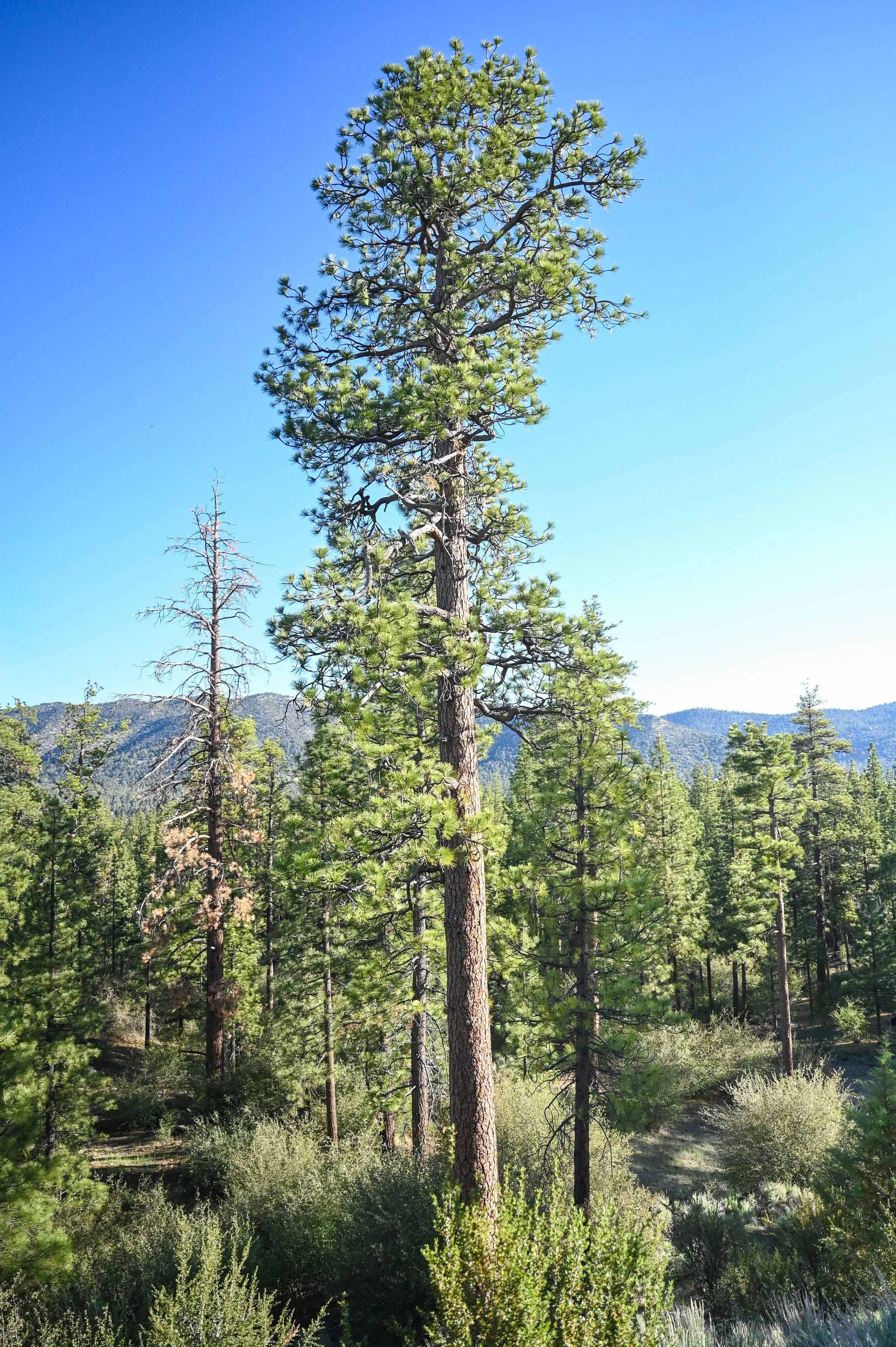 65-0604-5475-BBRC.jpg