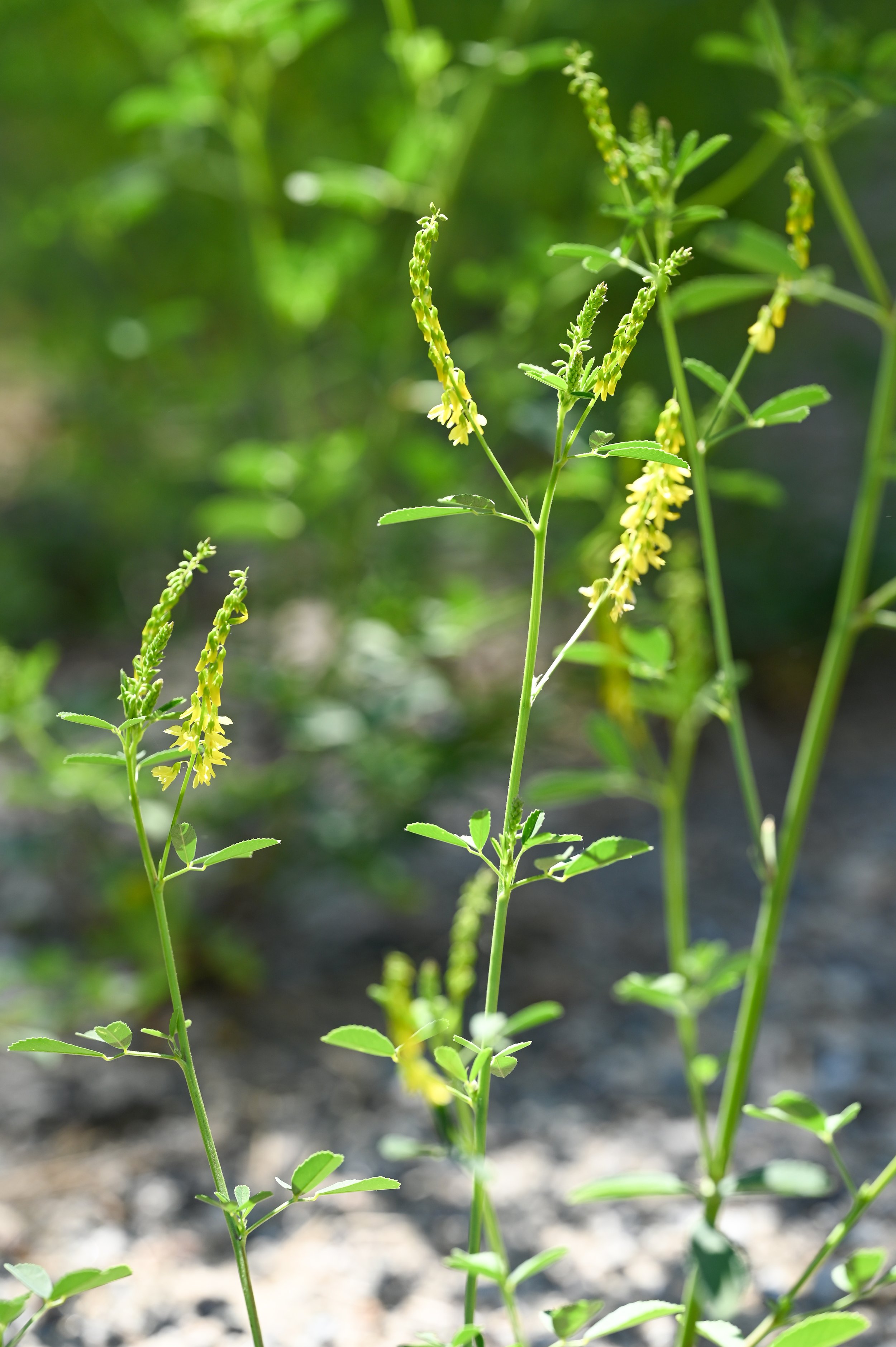 87-0604-5924-BBRC.jpg