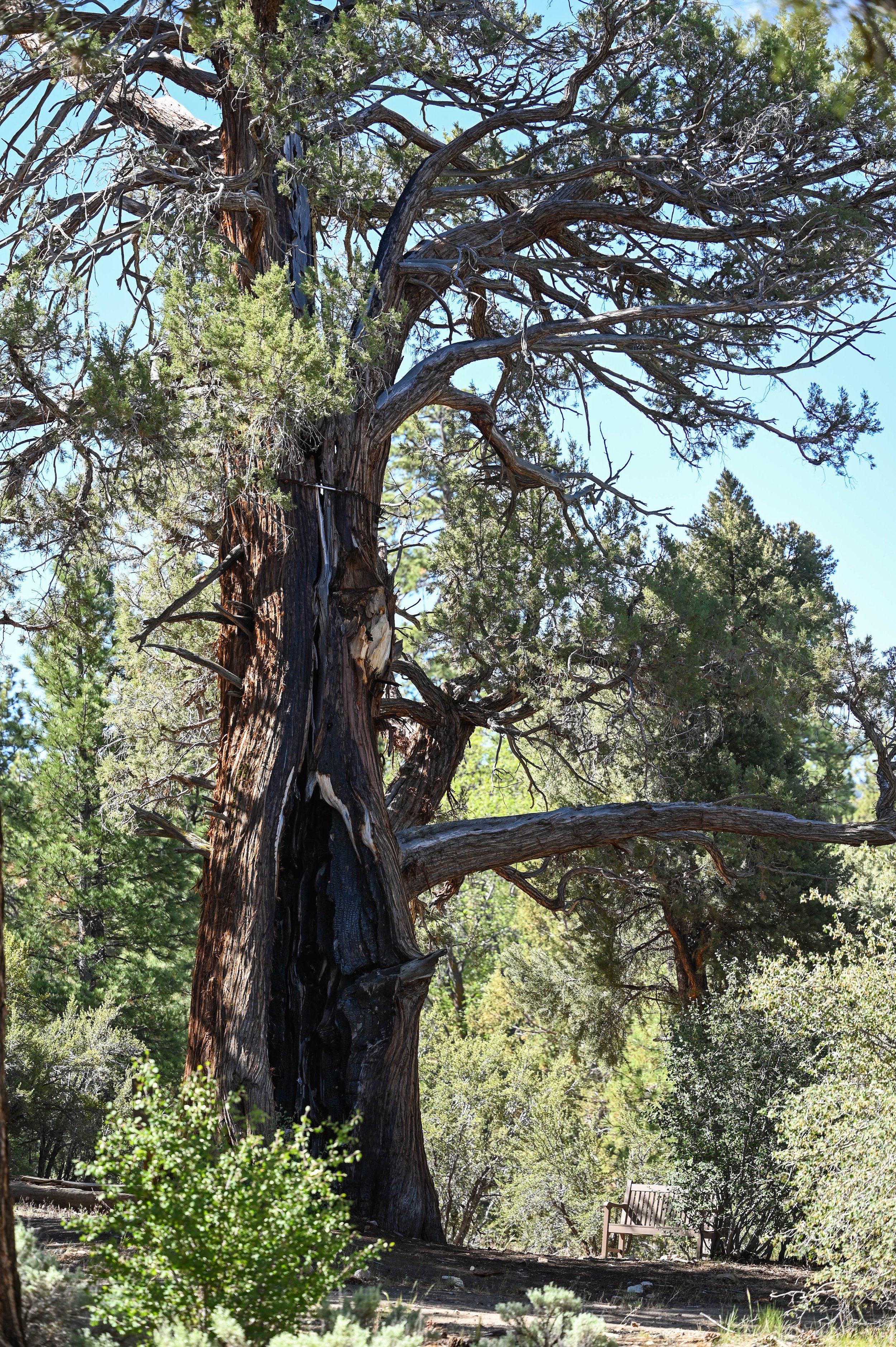 62-0604-5949-BBRC.jpg