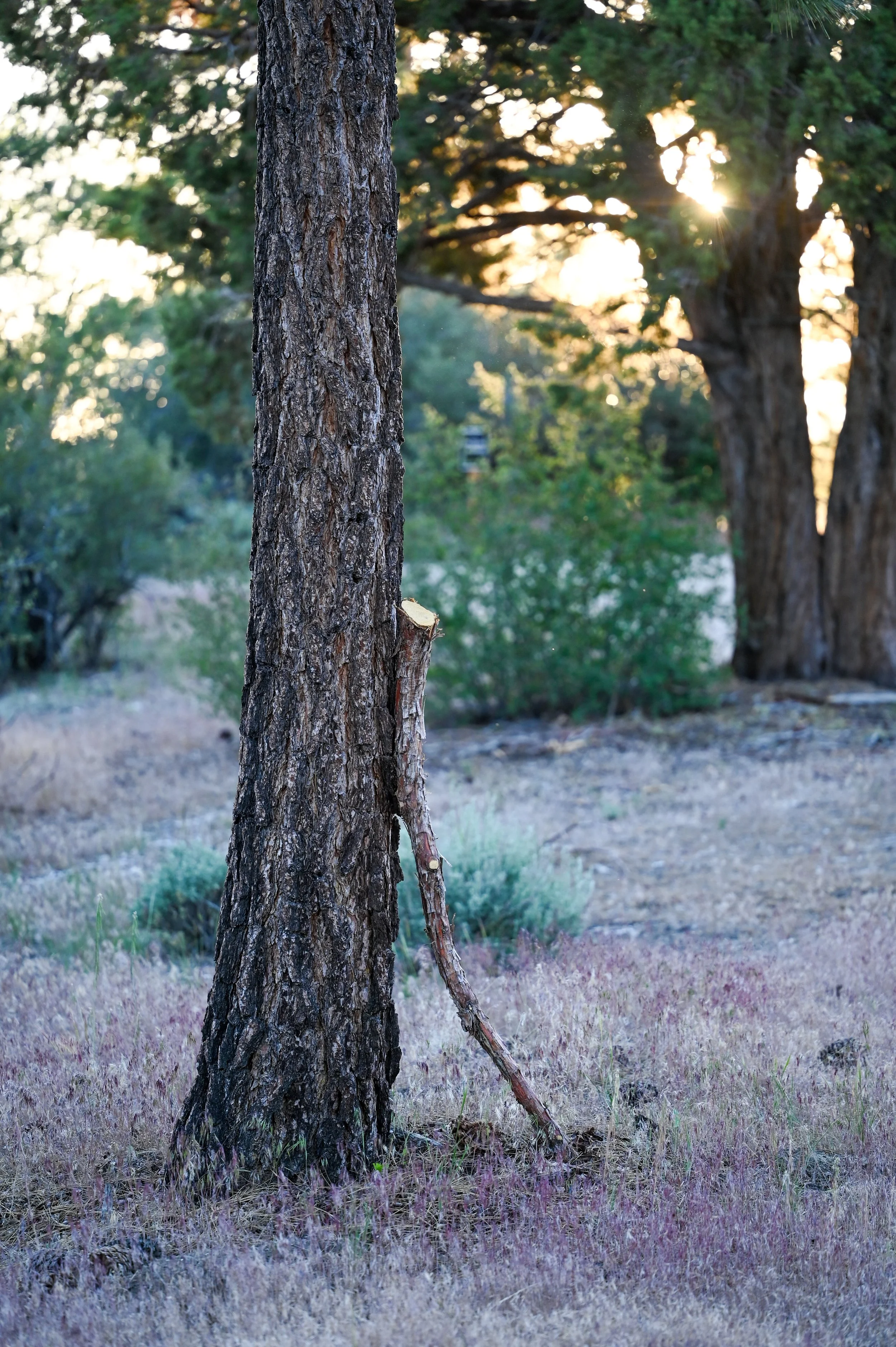 64-0603-5247-BBRC.jpg
