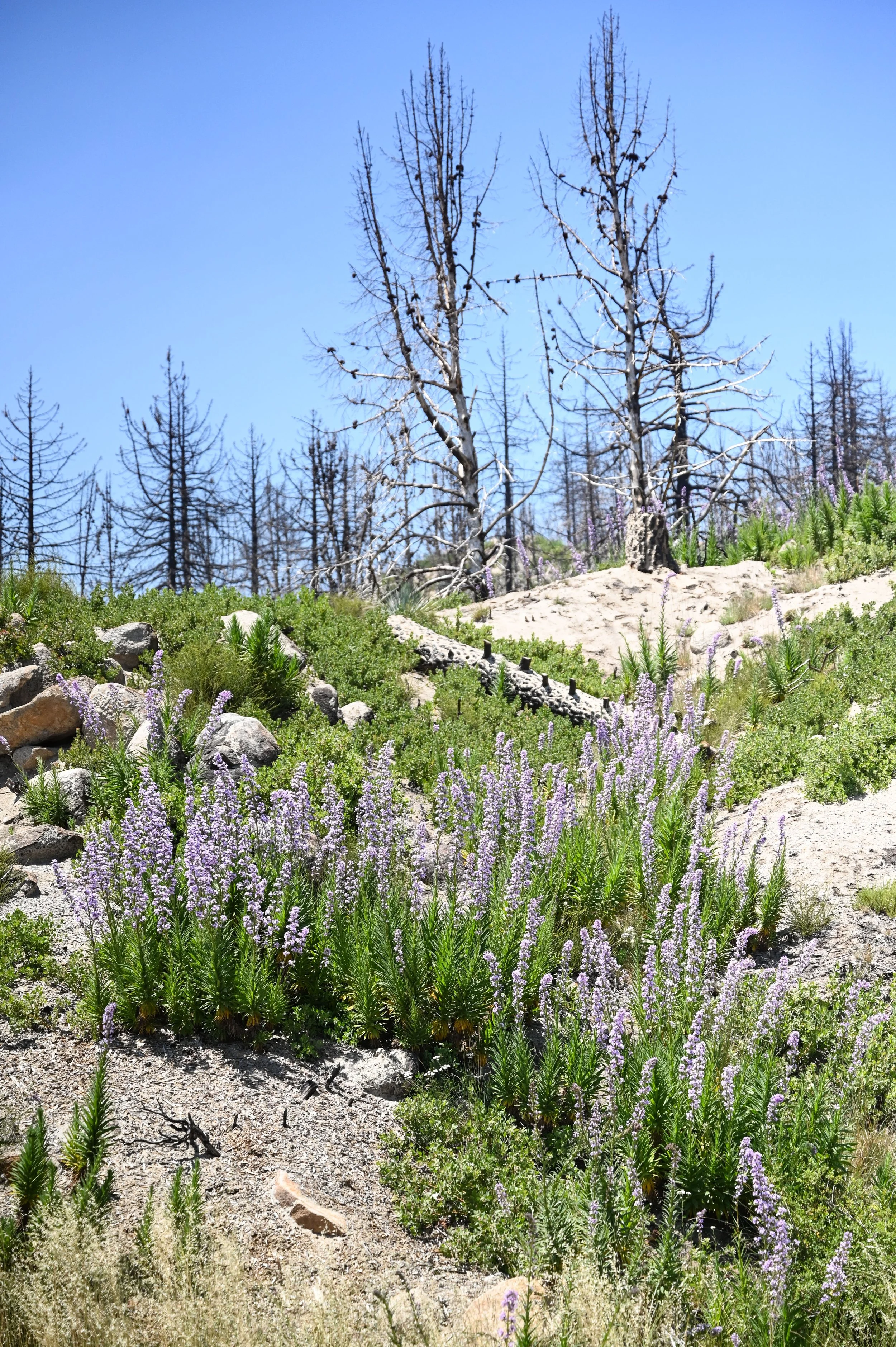 107-0604-6223-BBRC.jpg