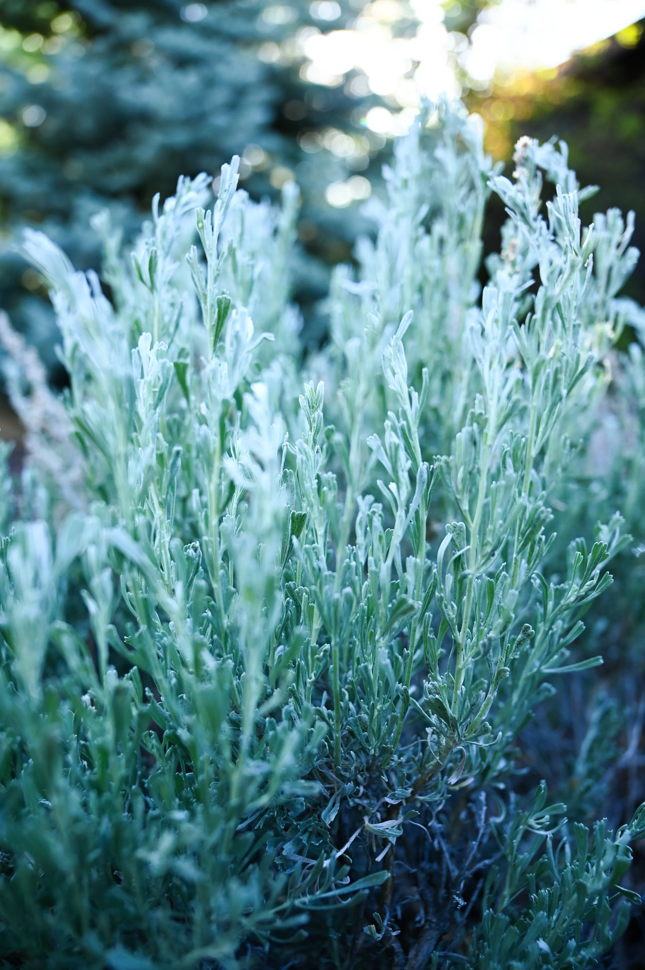 90-0603-4823-BBRC.jpg