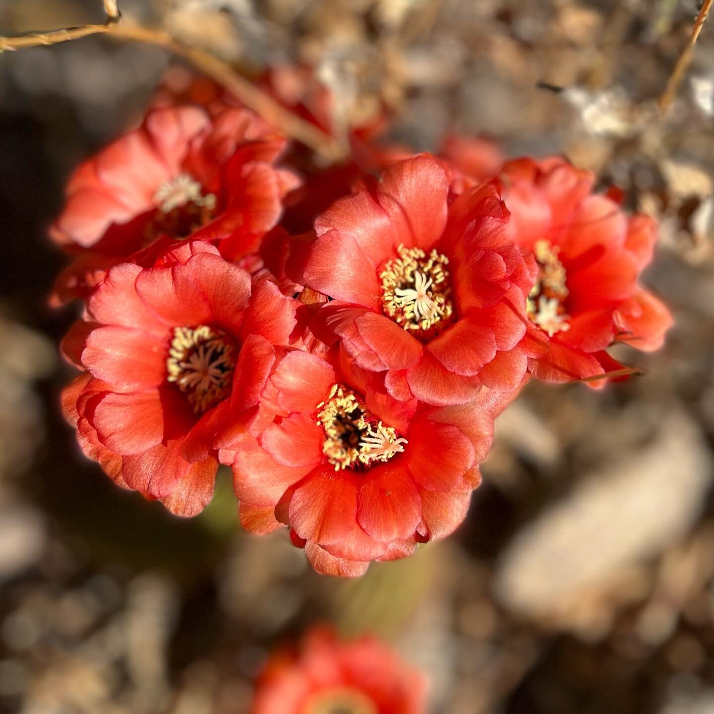 Desert blooms over 100^ #desertblooms #nature #azdesertblossoms #gratefulfor #cactusblooms