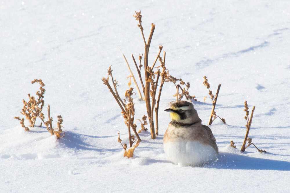 20200120_Powassan Birding-840.jpg