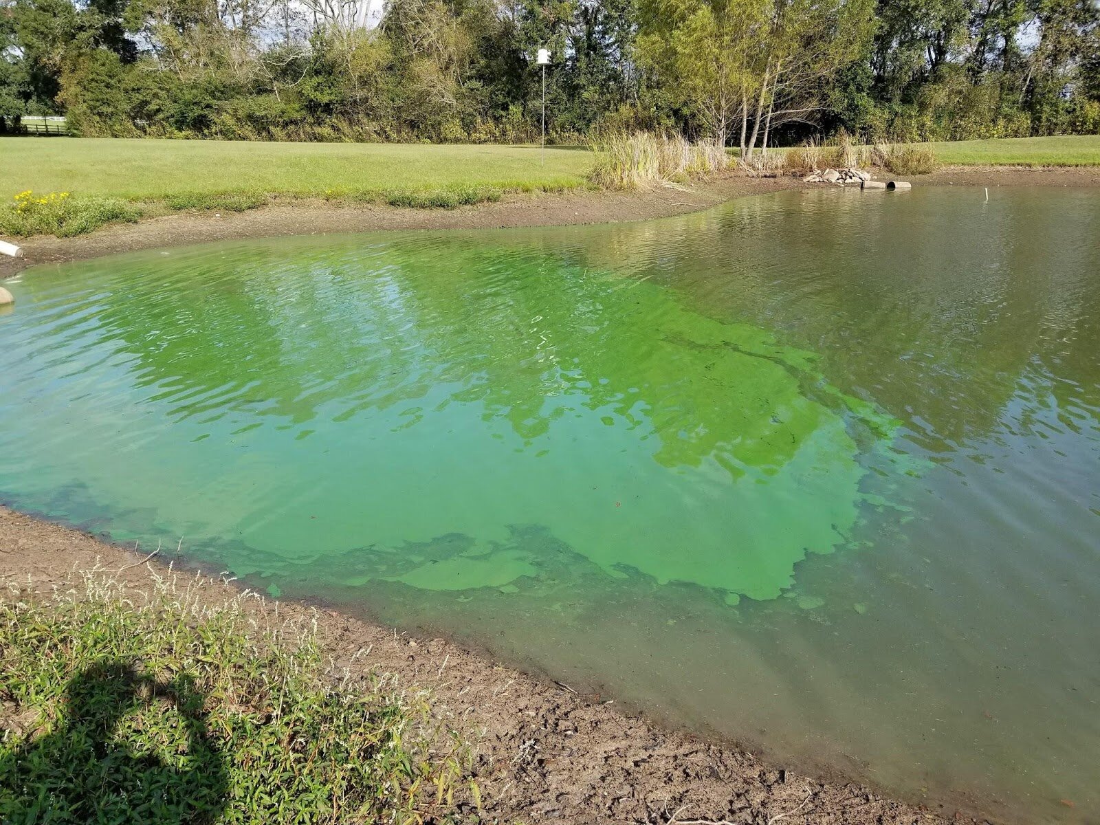 Blue-Green Cyanobacteria: Not such a pretty color. — Louisiana Pond ...