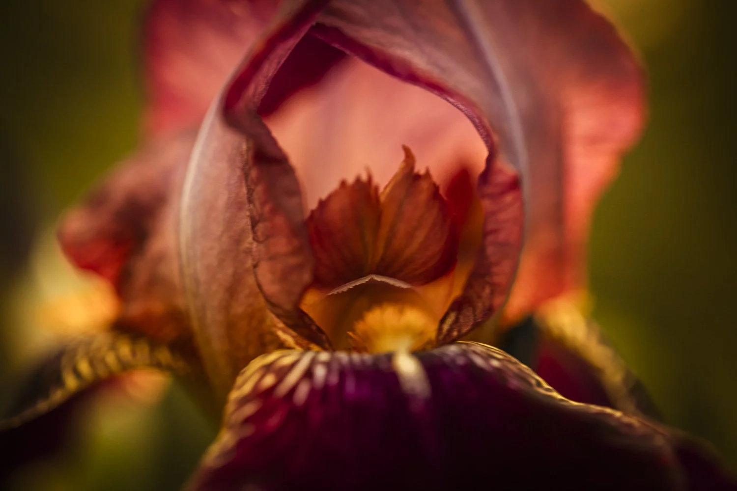 Close-up of a blooming flower with reddish-pink petals and yellow interior, viewed from below, with soft-focus green background.