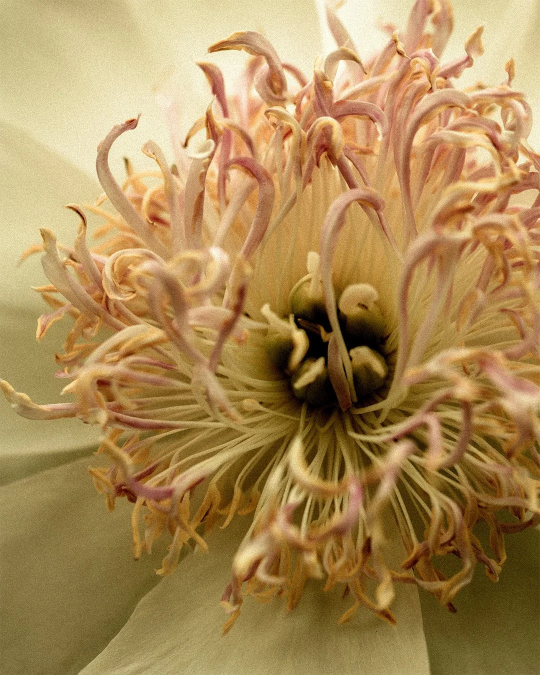 Close-up of a spider lily flower with lacy, curly petals and a cream, pink, and purple hue.